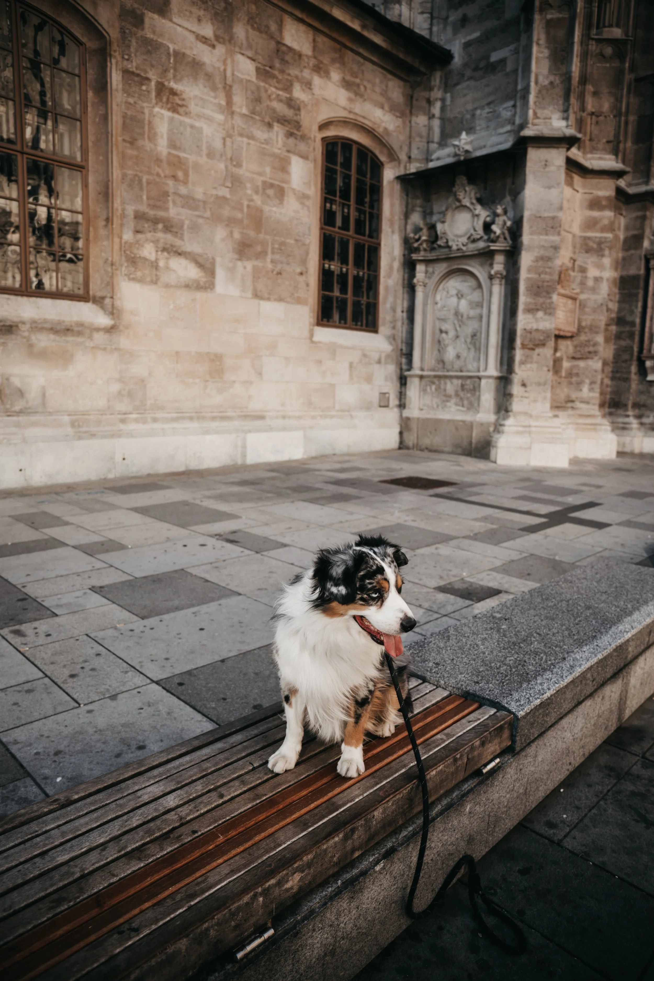 dog-photography-shadow-wenen (5).jpg