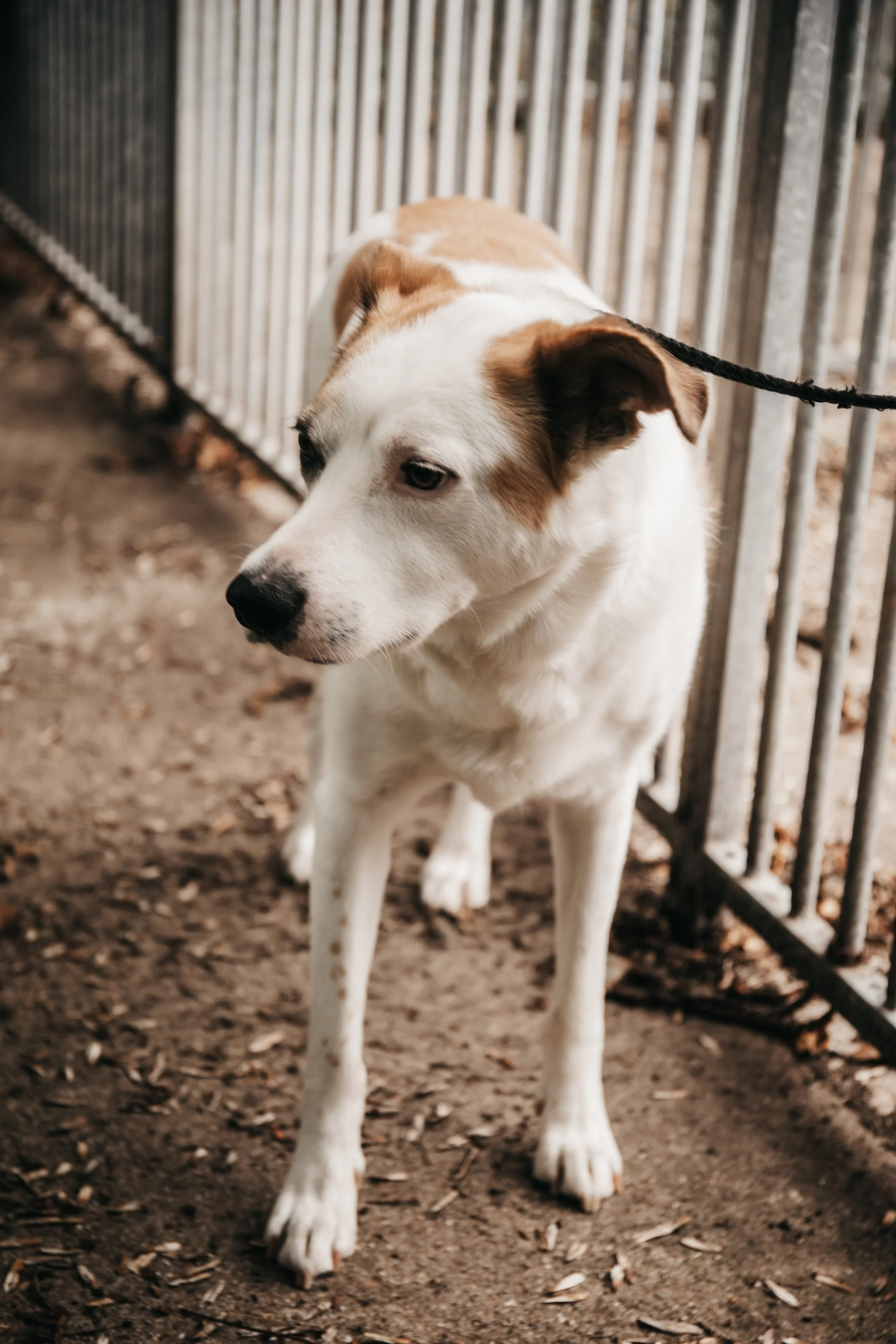 animals-faith-shelter-shoot (15).jpg