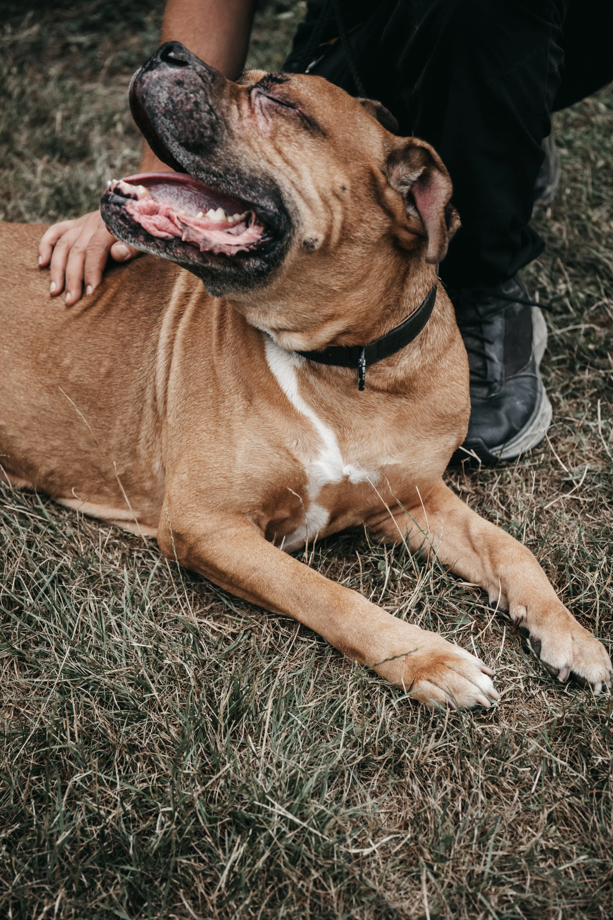 animals-faith-shelter-shoot (21).jpg