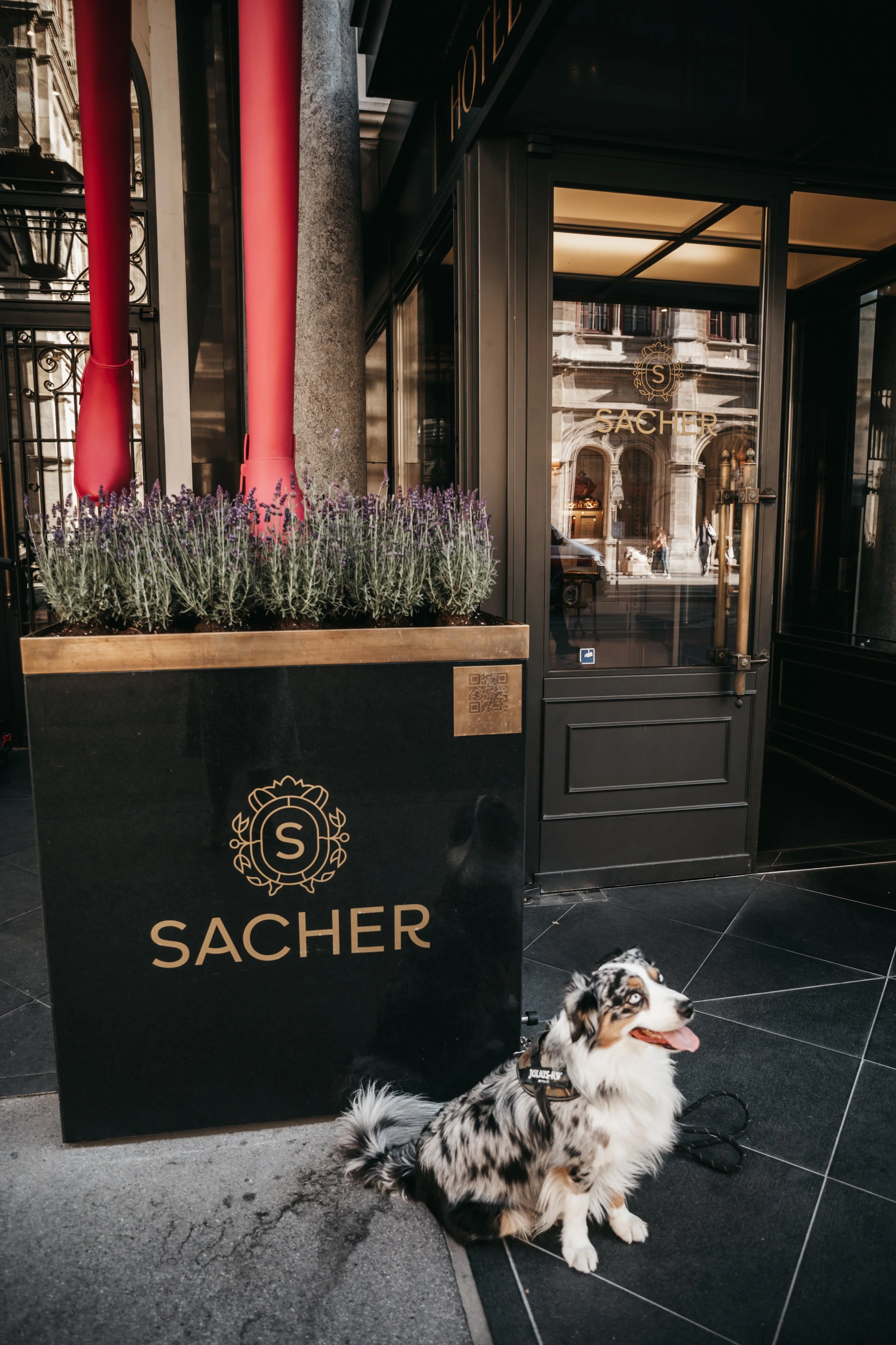 dog-photography-shadow-wenen (7).jpg