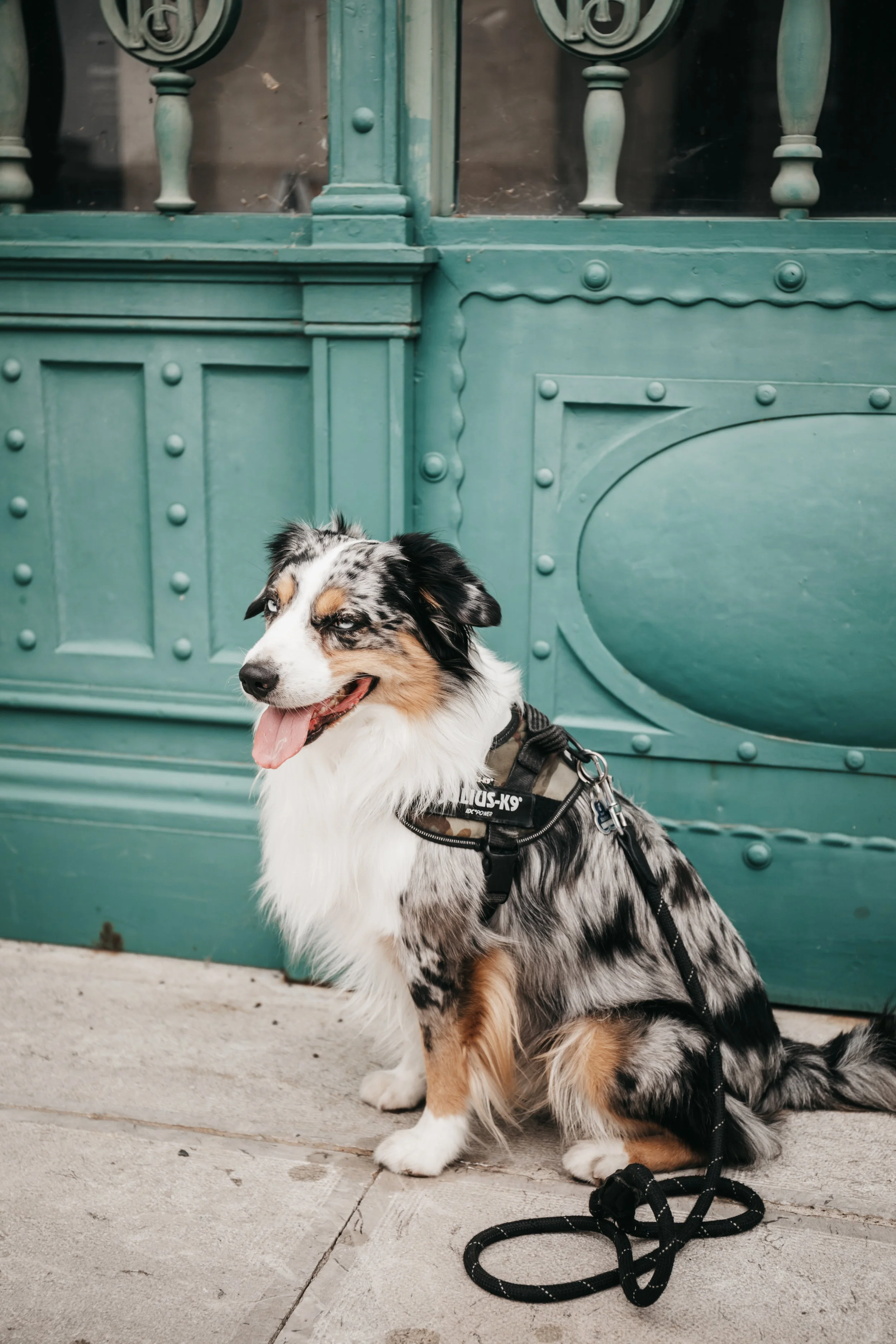 dog-photography-shadow-wenen (2).jpg
