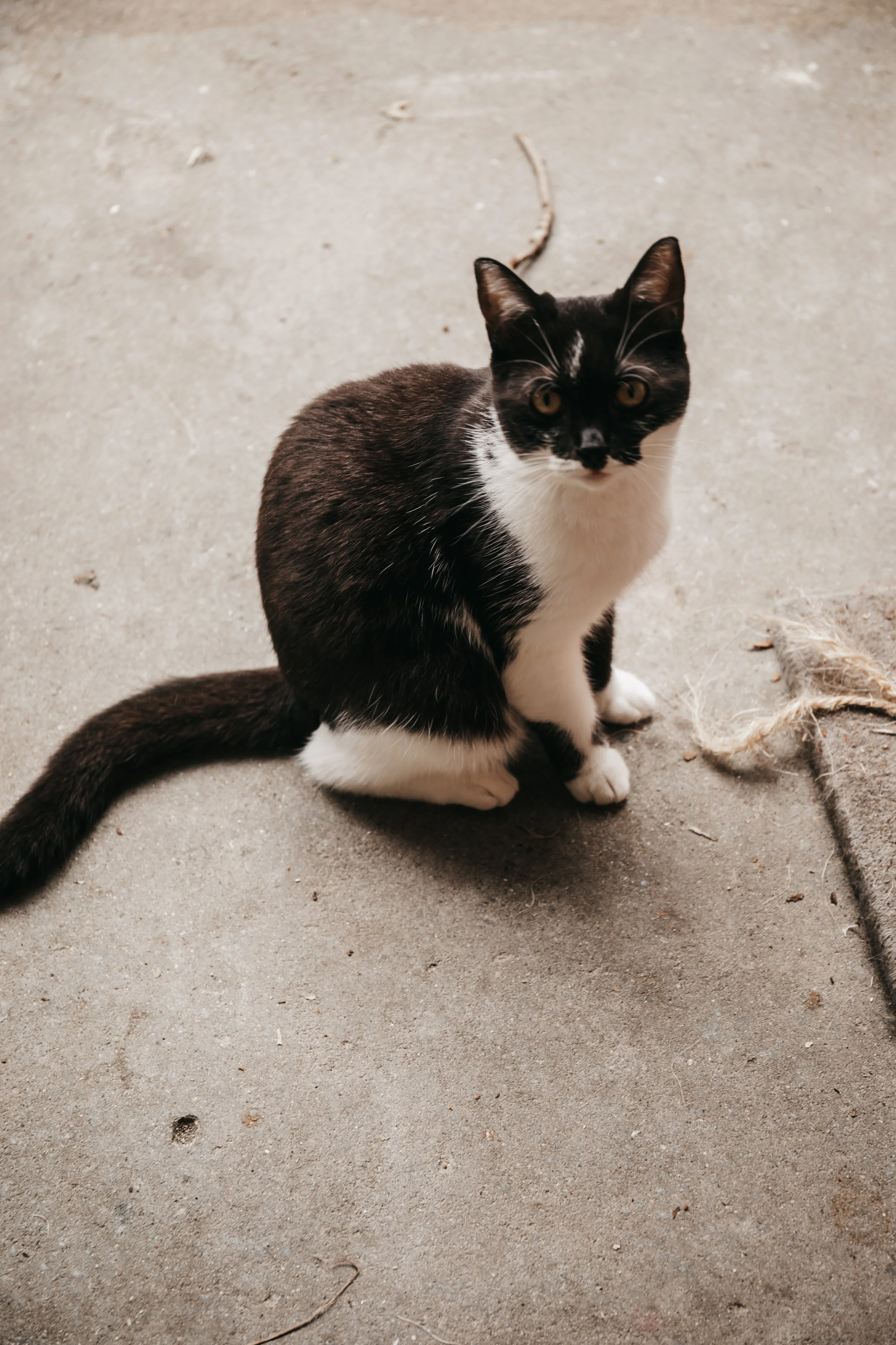 animals-faith-shelter-shoot (27).jpg