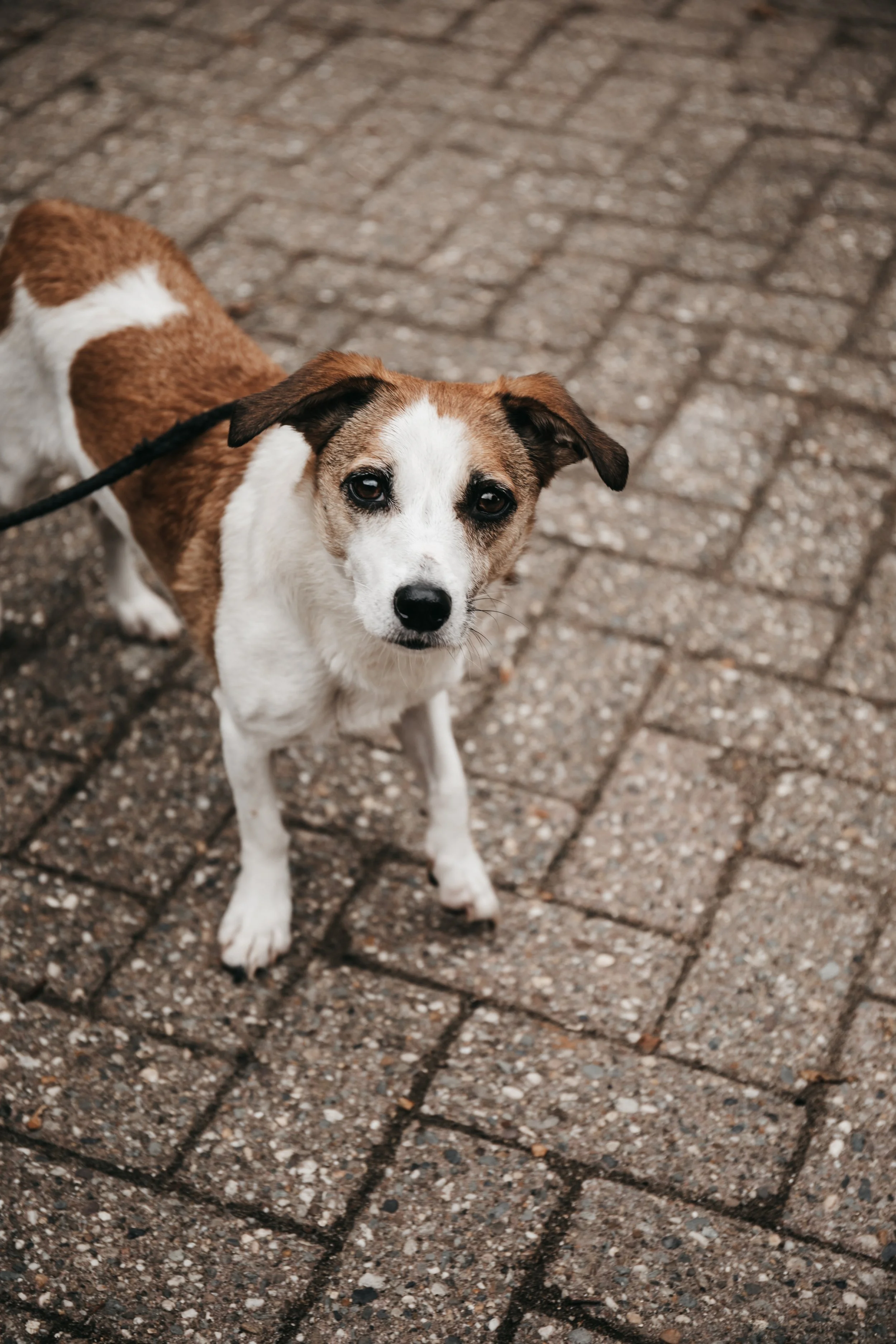 animals-faith-shelter-shoot (7).jpg