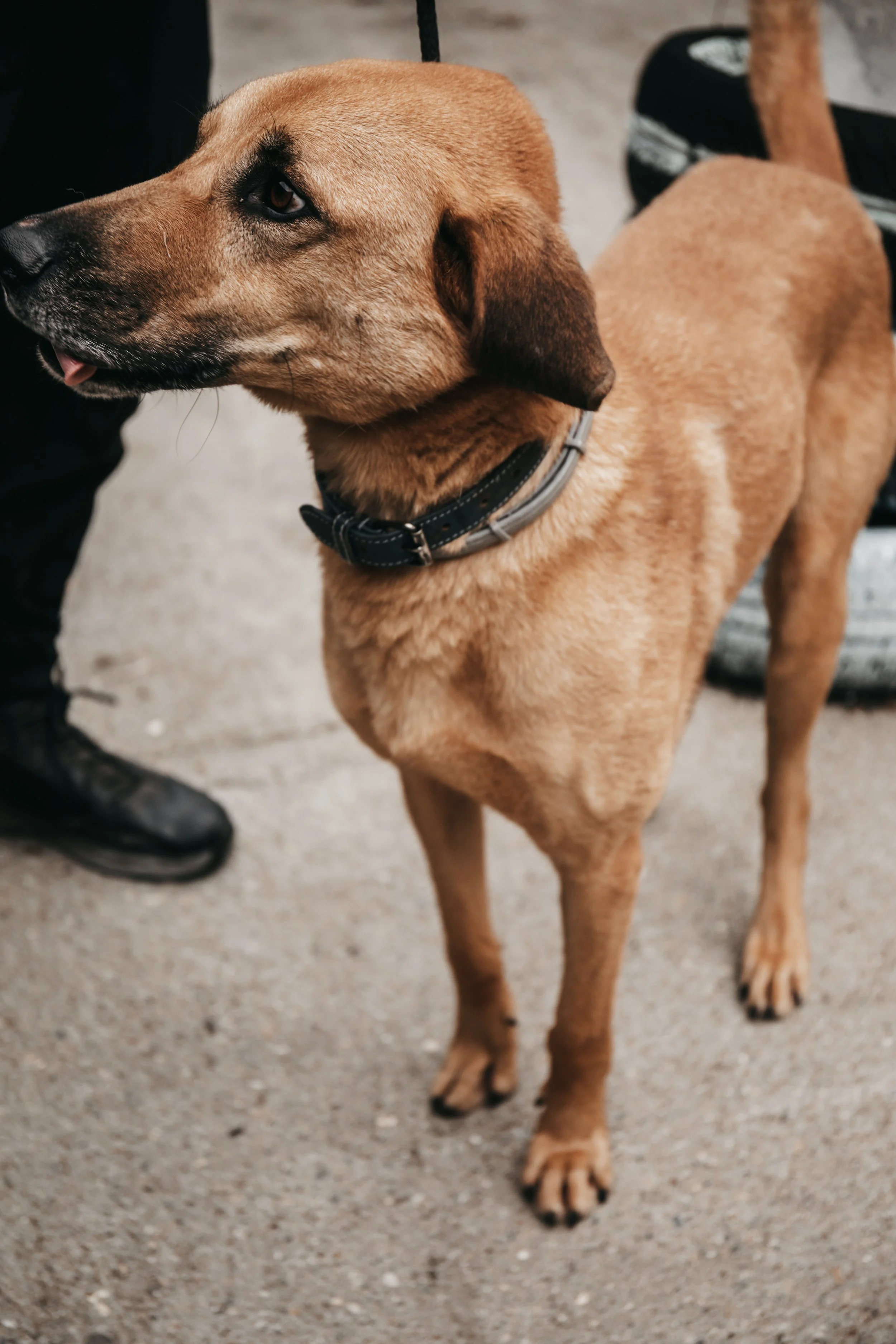animals-faith-shelter-shoot (5).jpg