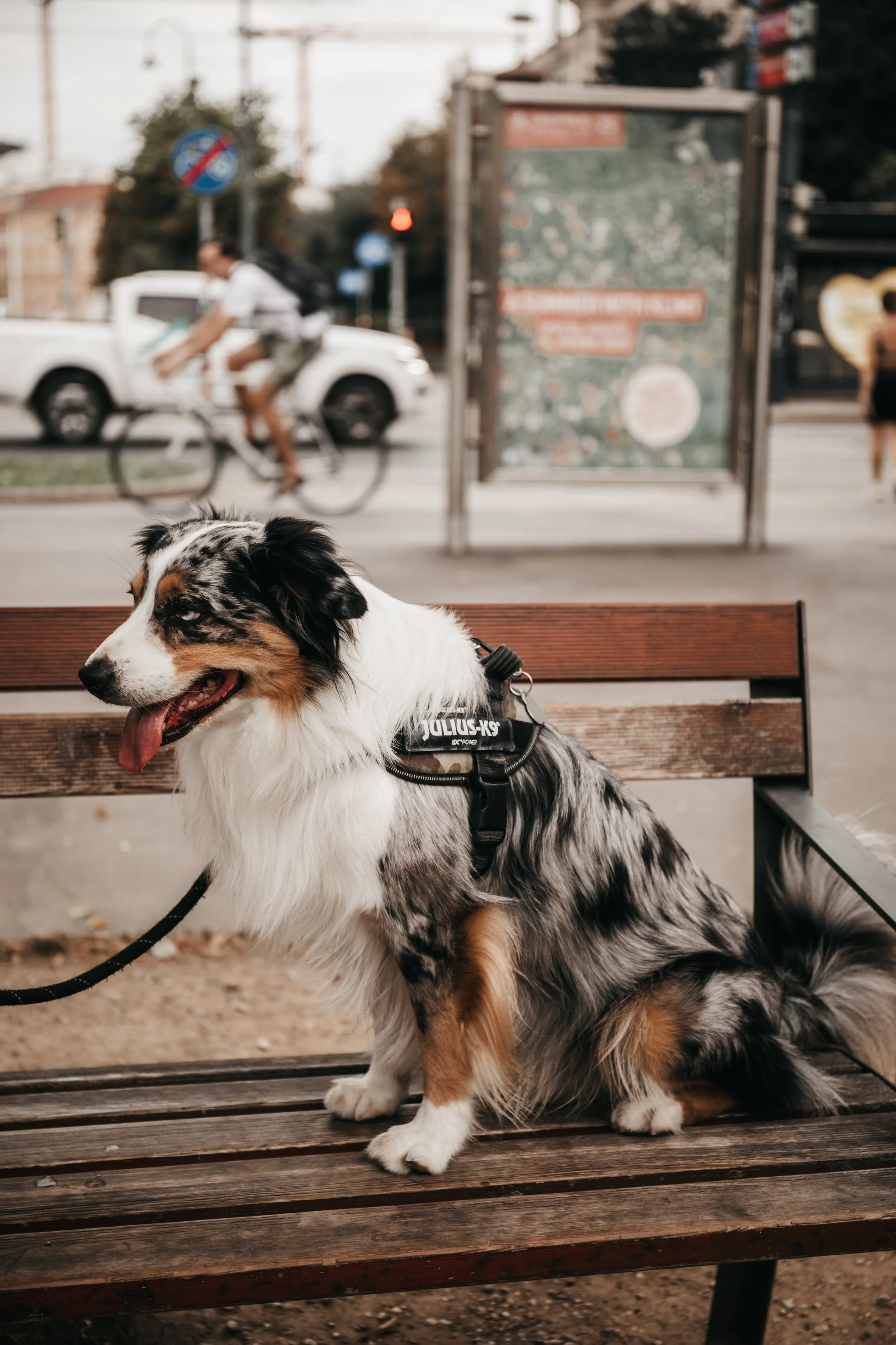 dog-photography-shadow-wenen (1).jpg