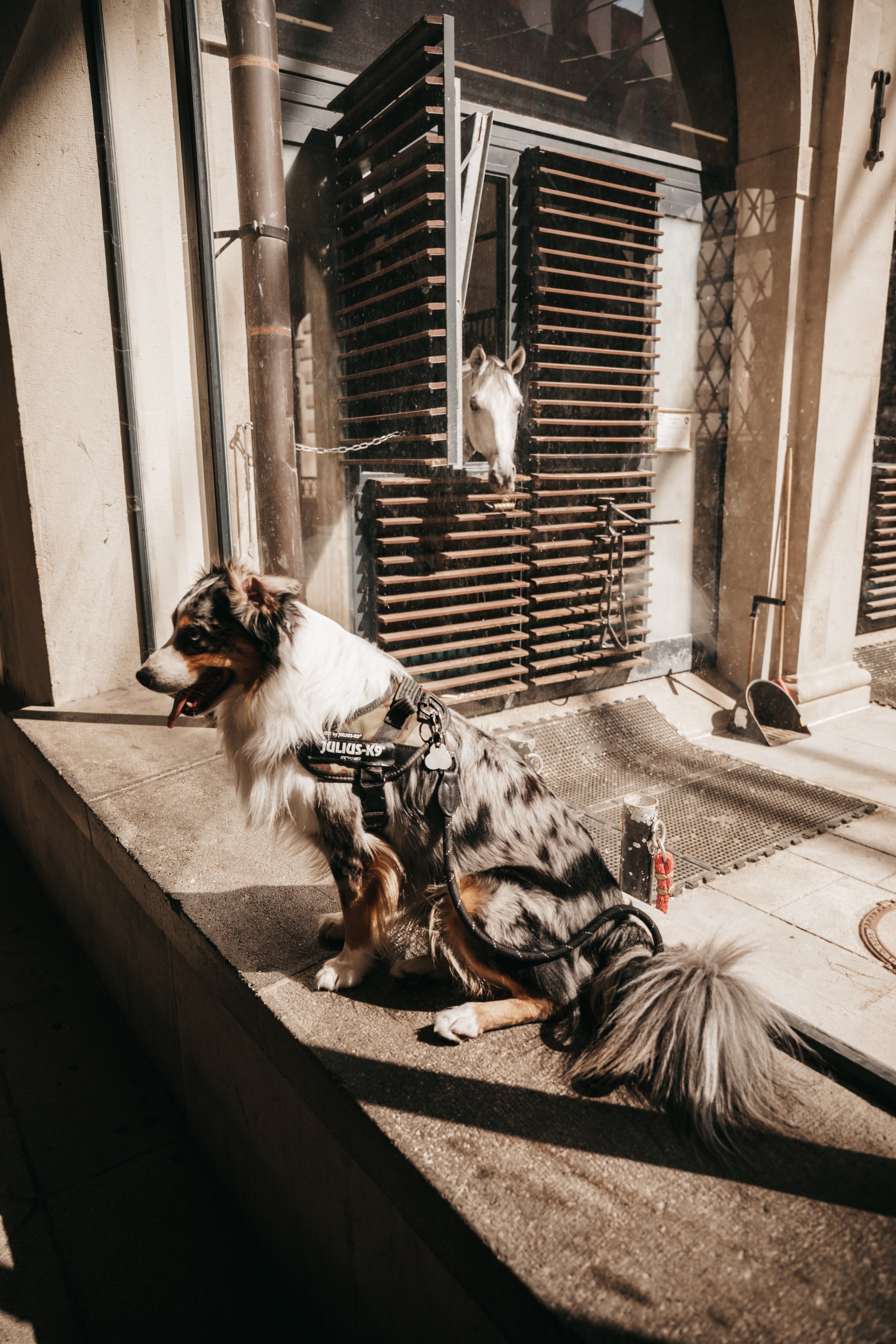 dog-photography-shadow-wenen (11).jpg