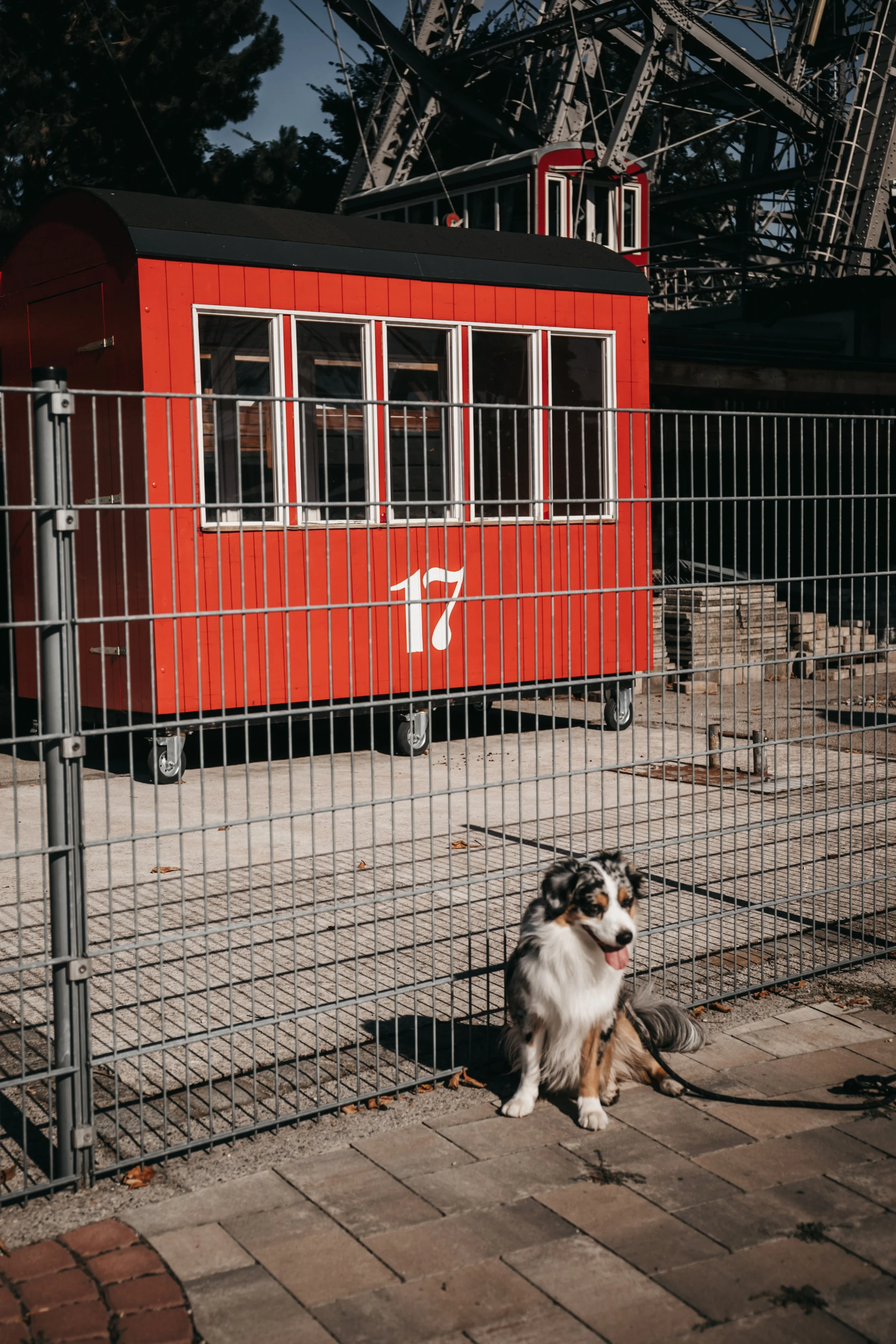 dog-photography-shadow-wenen (4).jpg