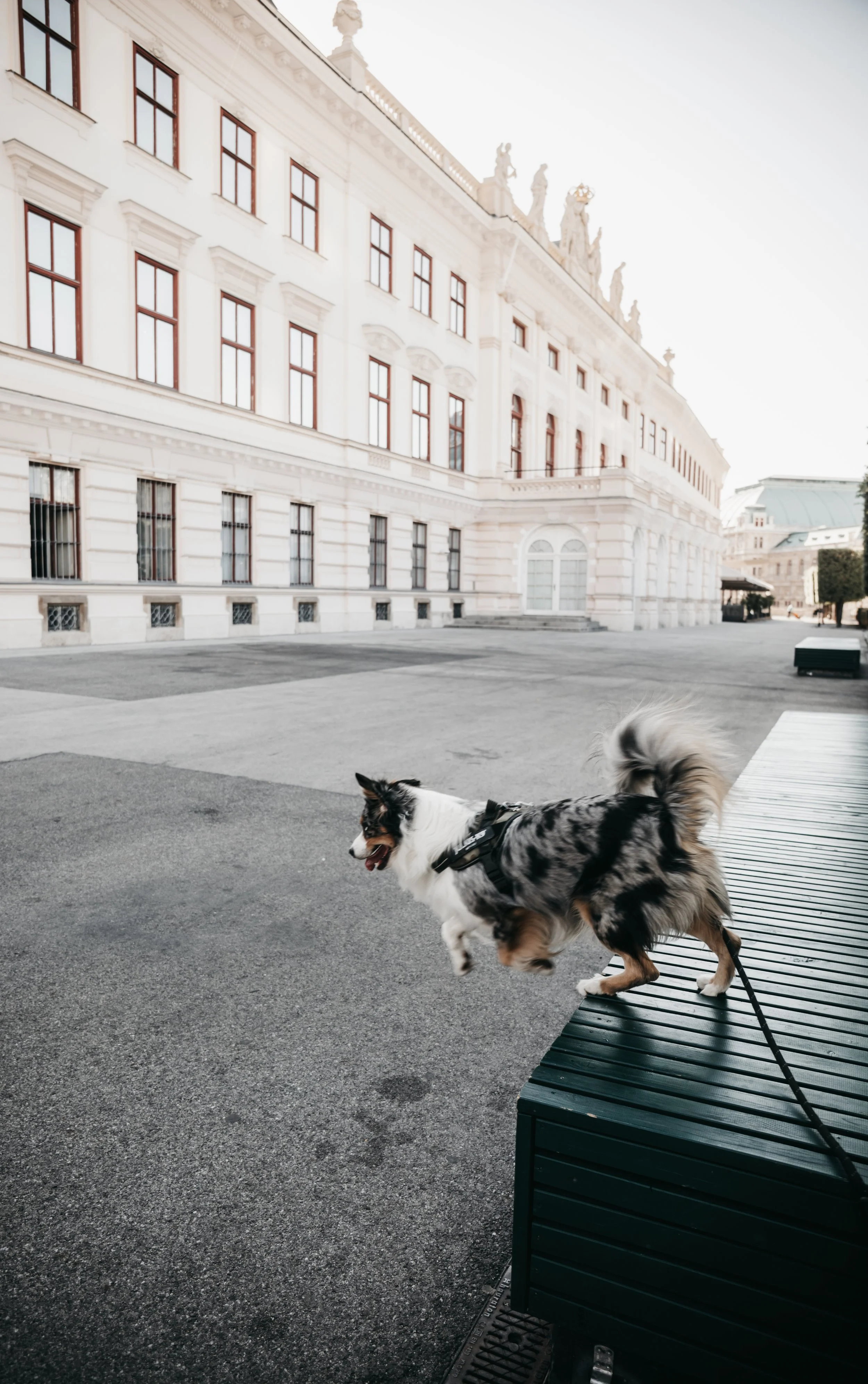 dog-photography-shadow-wenen (10).jpg