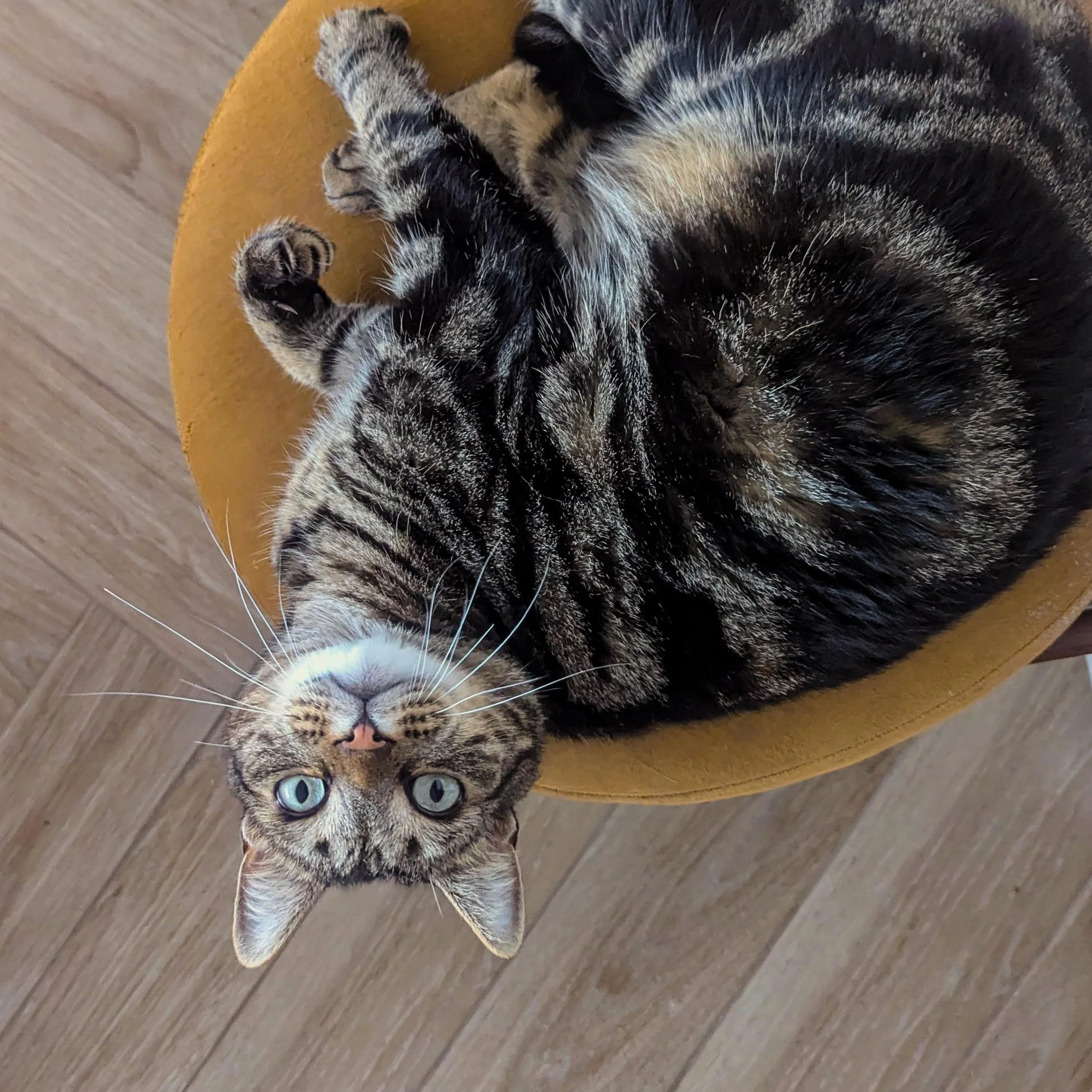 A short hair tabby, seen from directly above, curled up on the round seat of a dining chair with herringbone wood flooring below. The cat is looking up at the camera and the composition has his quizzical face upside down in the lower left corner.