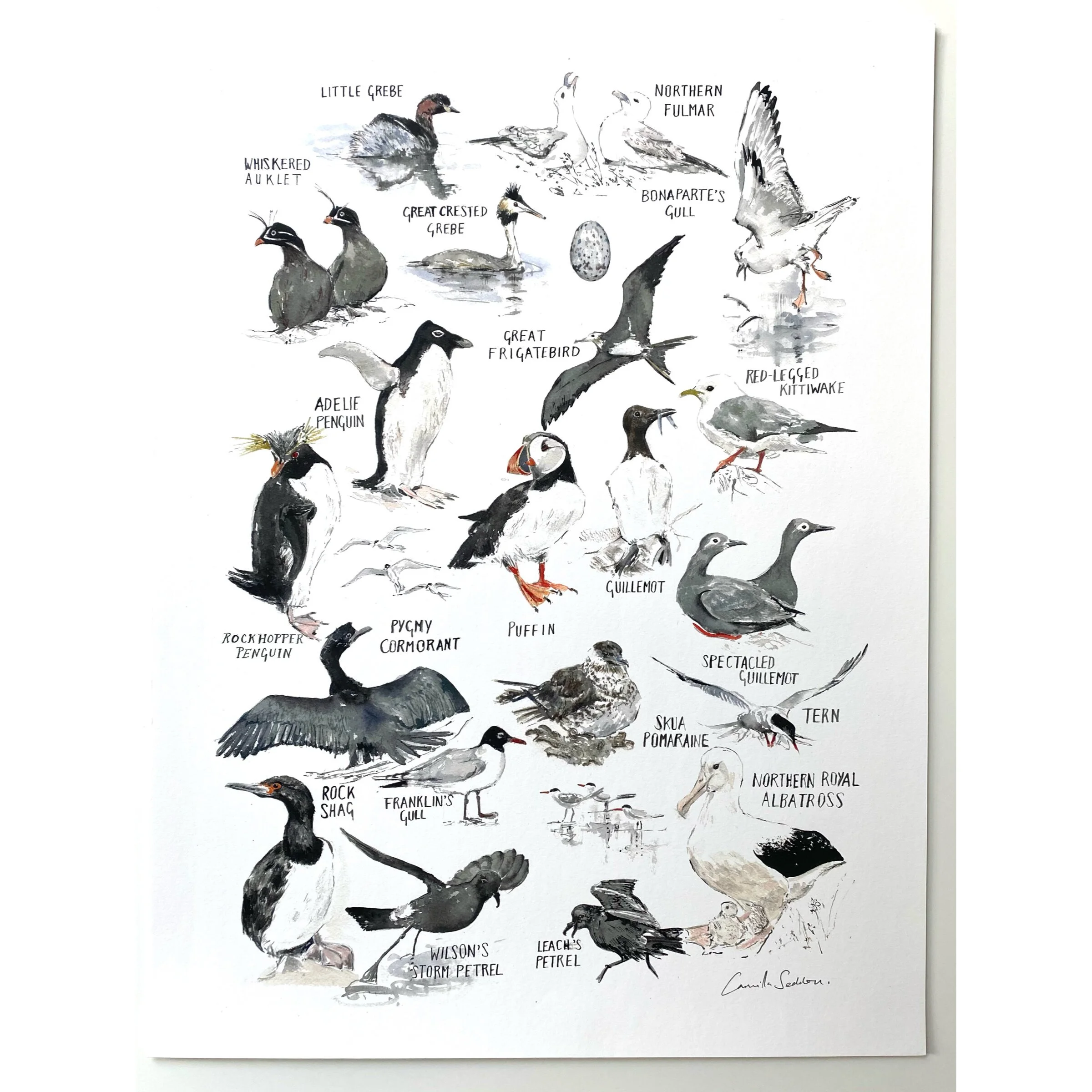 'Seabirds chart', signed open edition print, 80x59cms
