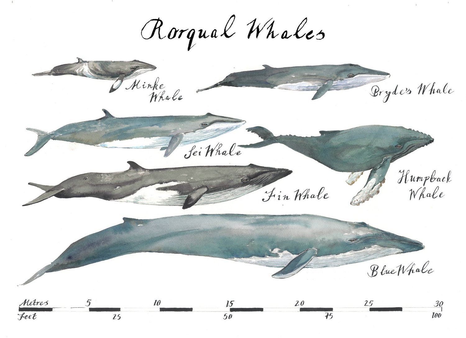 camilla-seddon-illustration-edinburgh-whale-chart.jpg