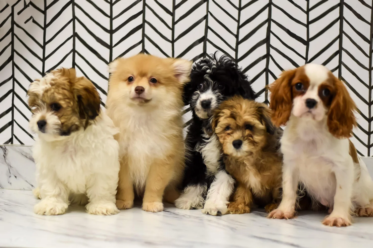 FindaFurbaby — Farmhouse Furbabies Ohio FarmRaised Purebred Puppies