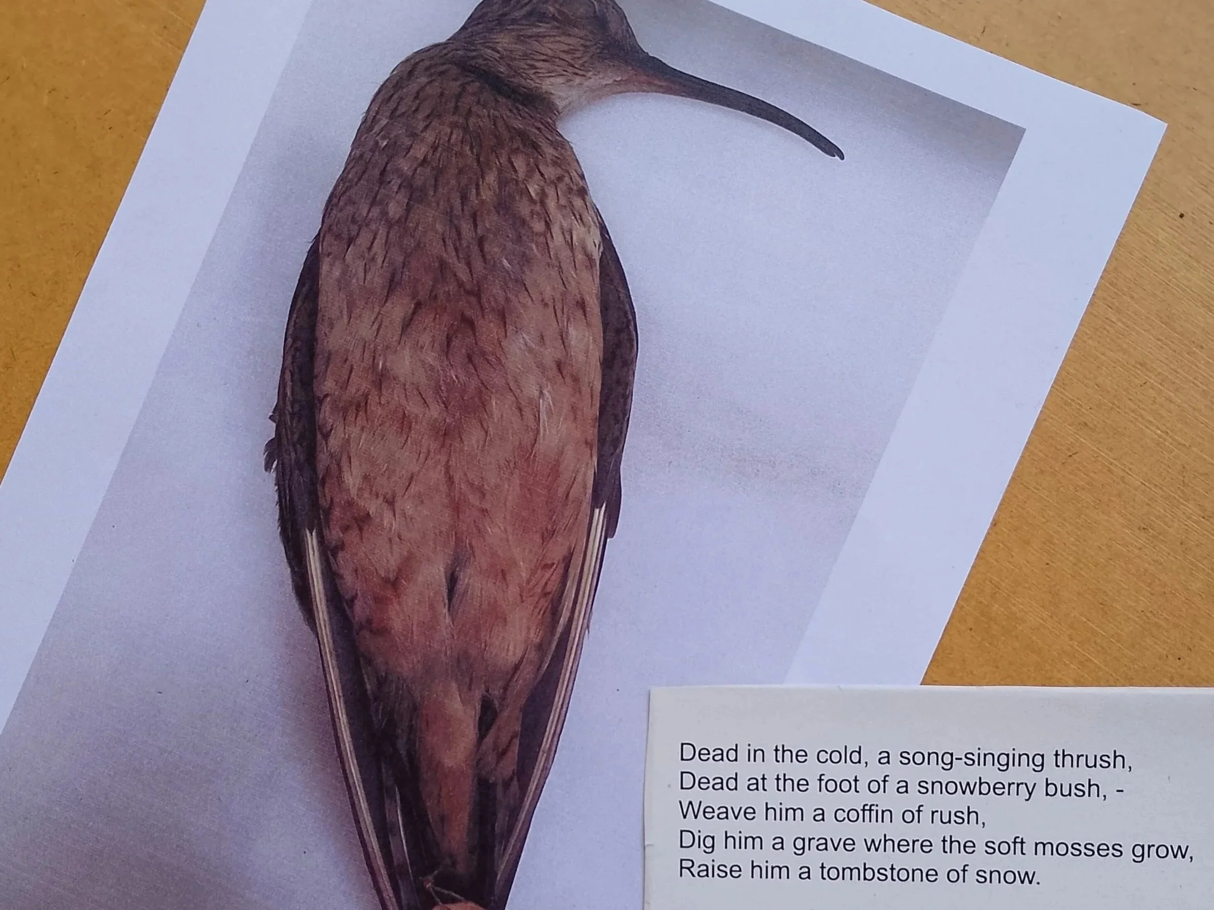 Dead and Alive Birds in Our World with Manchester Museum