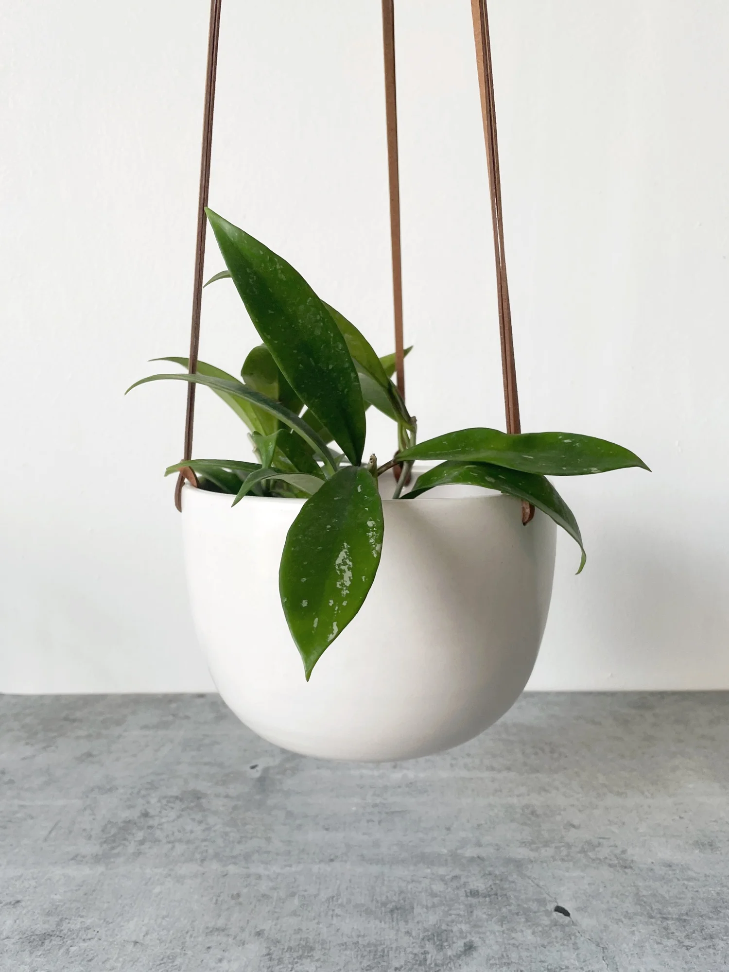 chinese money plant pilea peperomioides Buy Pilea Peperomeoides main image 1