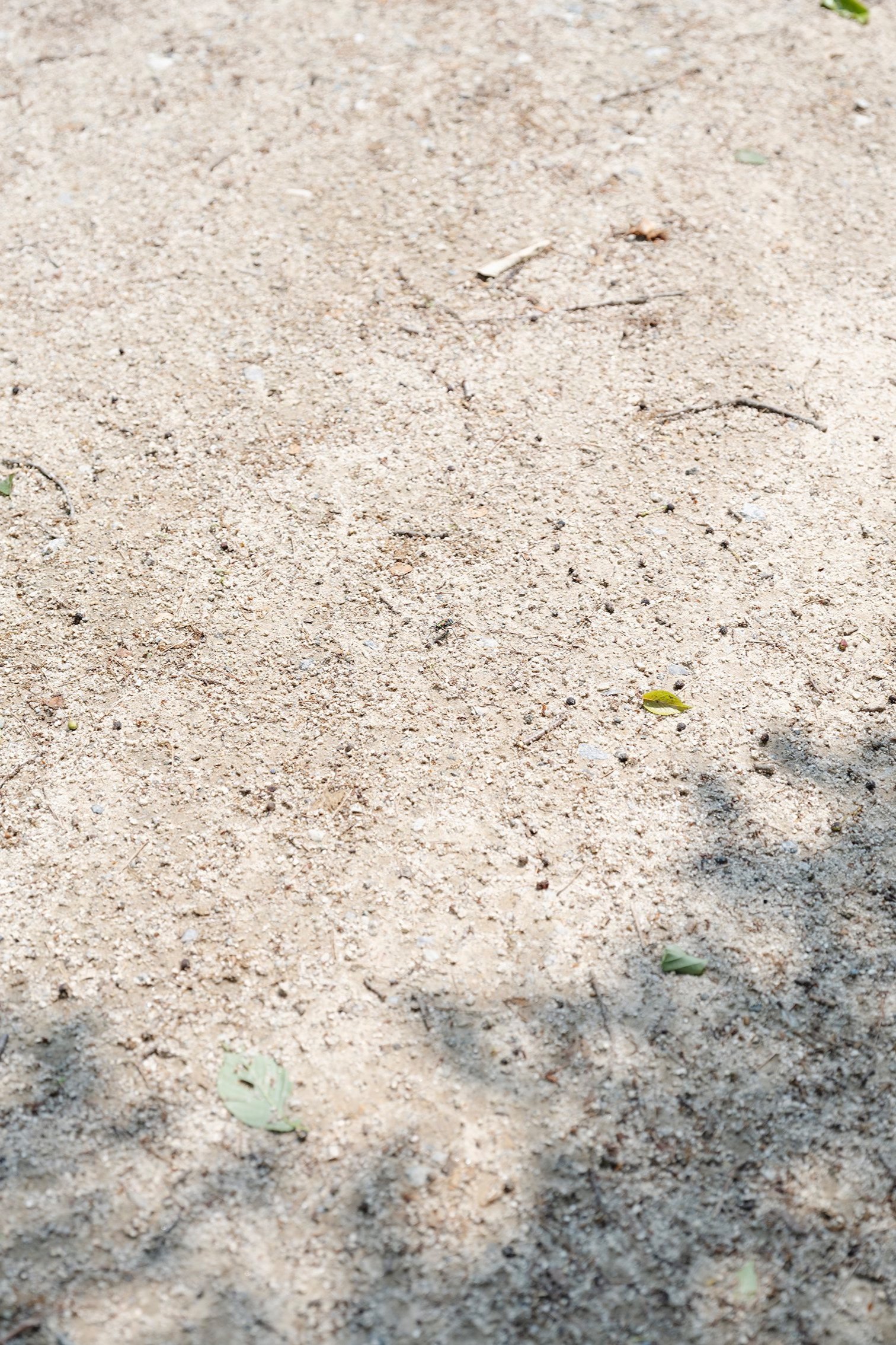 Camouflage.jpg