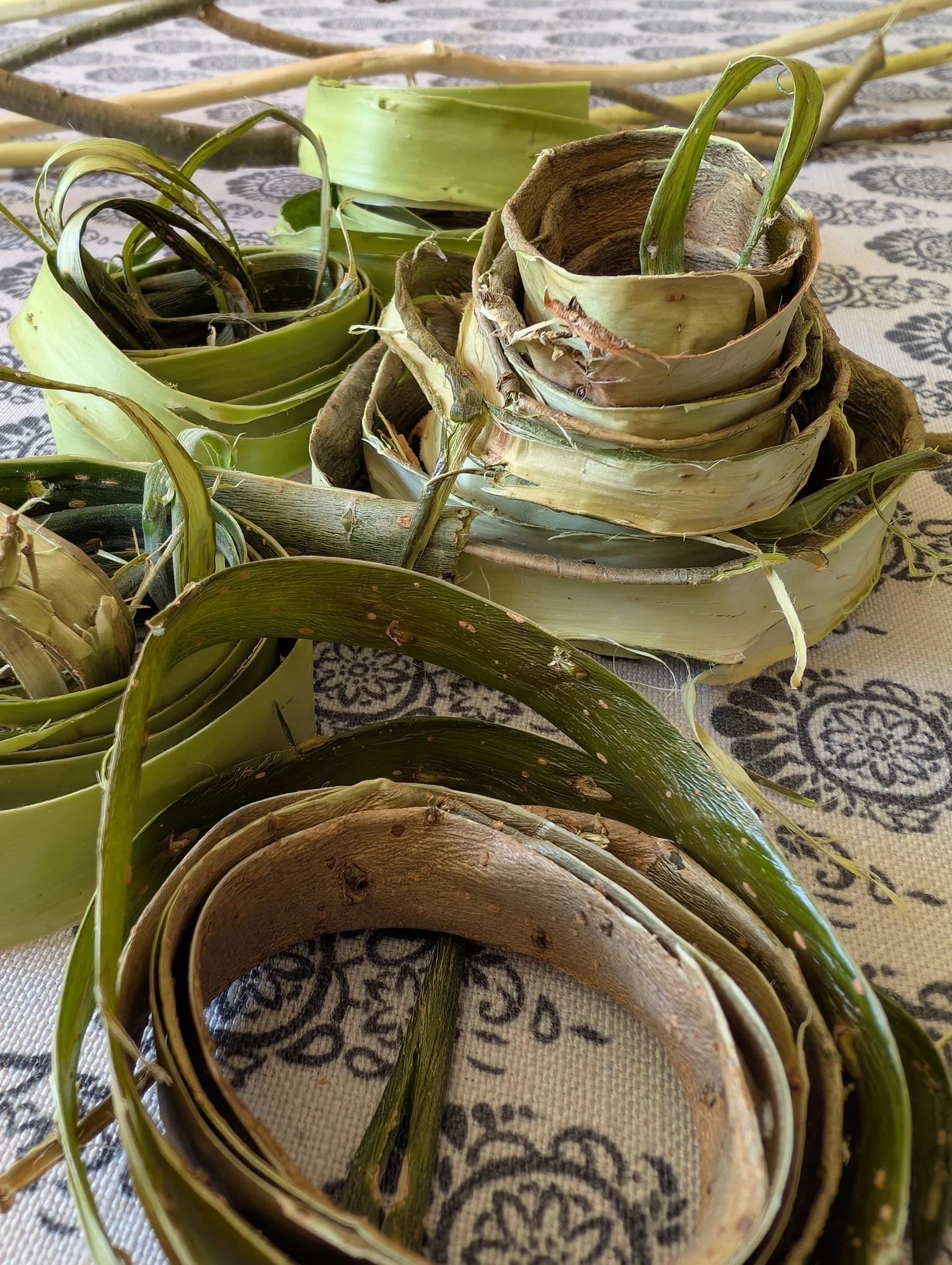 willow bark stripped and coiled as a natural art material 