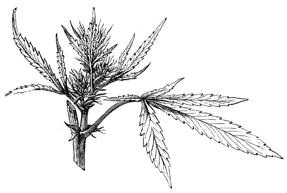 Cannabis+Seedling+Illo.jpg