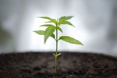 seedling-cannabis-growth-marijuana-trees-cannabis-leaves-plant-dark-background-medicinal-agricultur-seedling-138434198.jpg