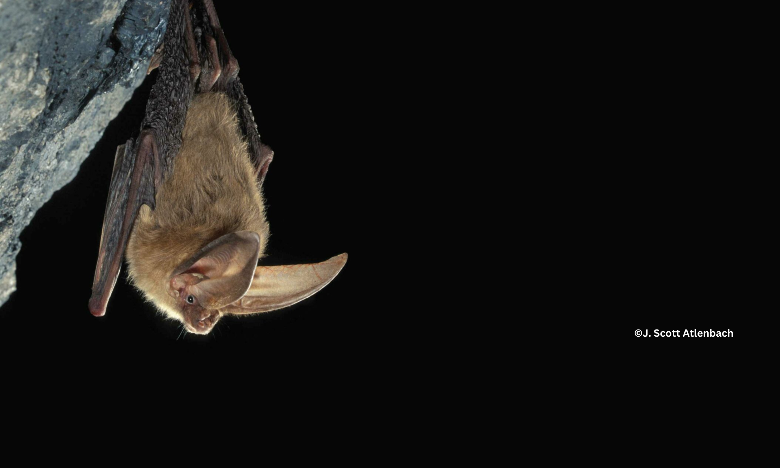 VA Big-Eared Bat | Protect Their Habitat — Go-North Corridor H