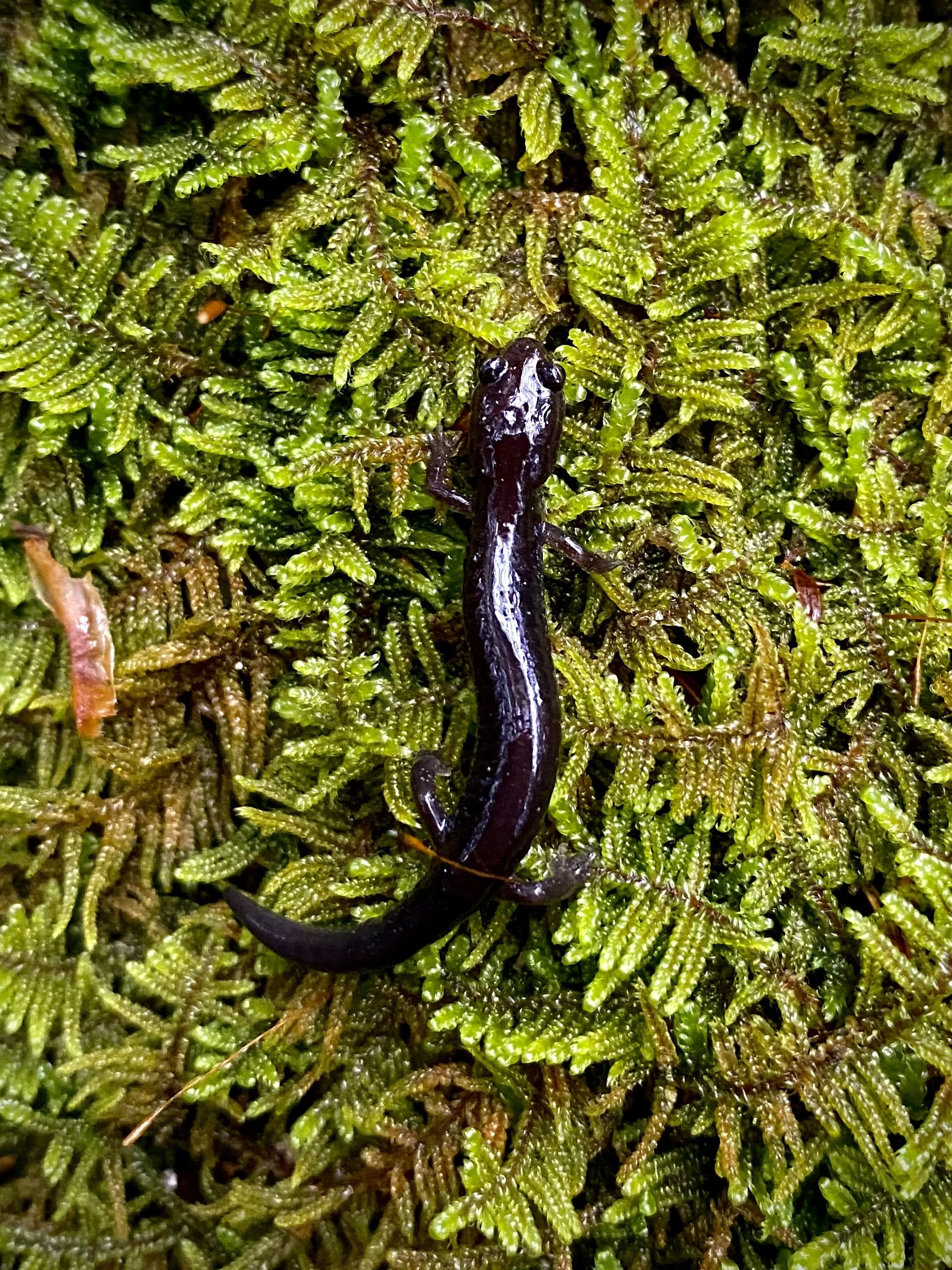 Plethodon nettingi (CMS).jpg