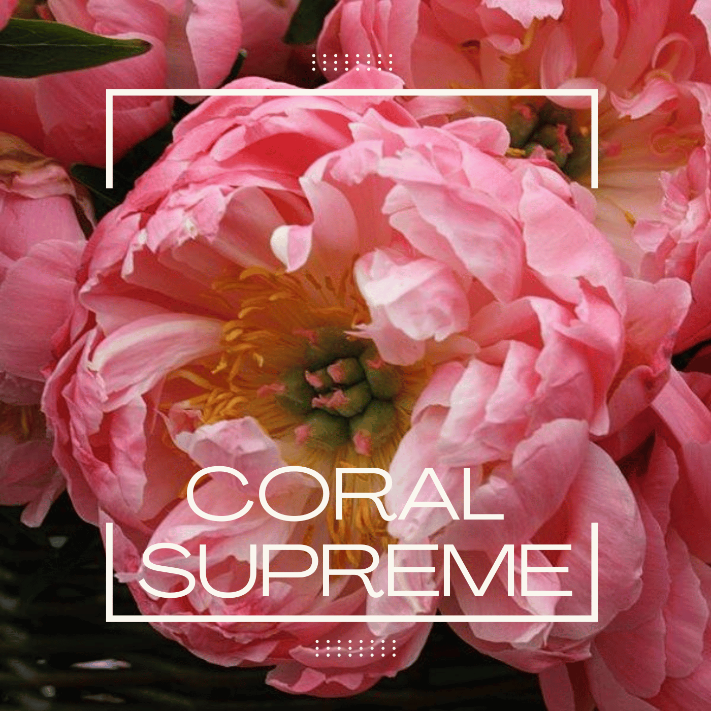 Coral Supreme Peony.png