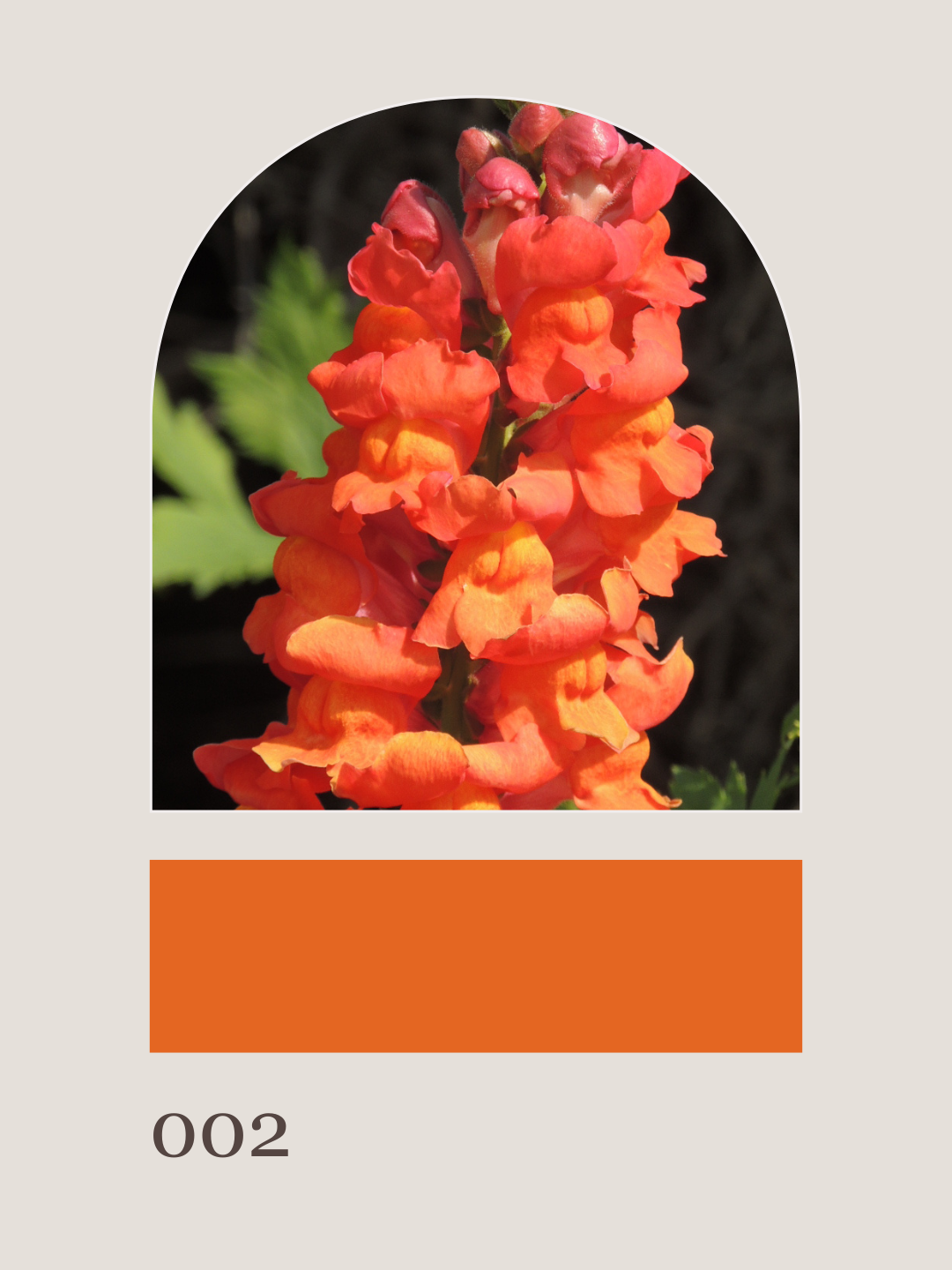 Hanover Harvest: Spike Flowers