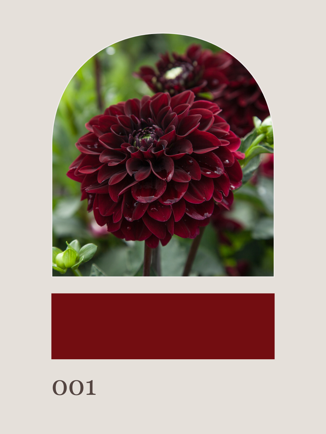Hanover Harvest: Focal Flowers