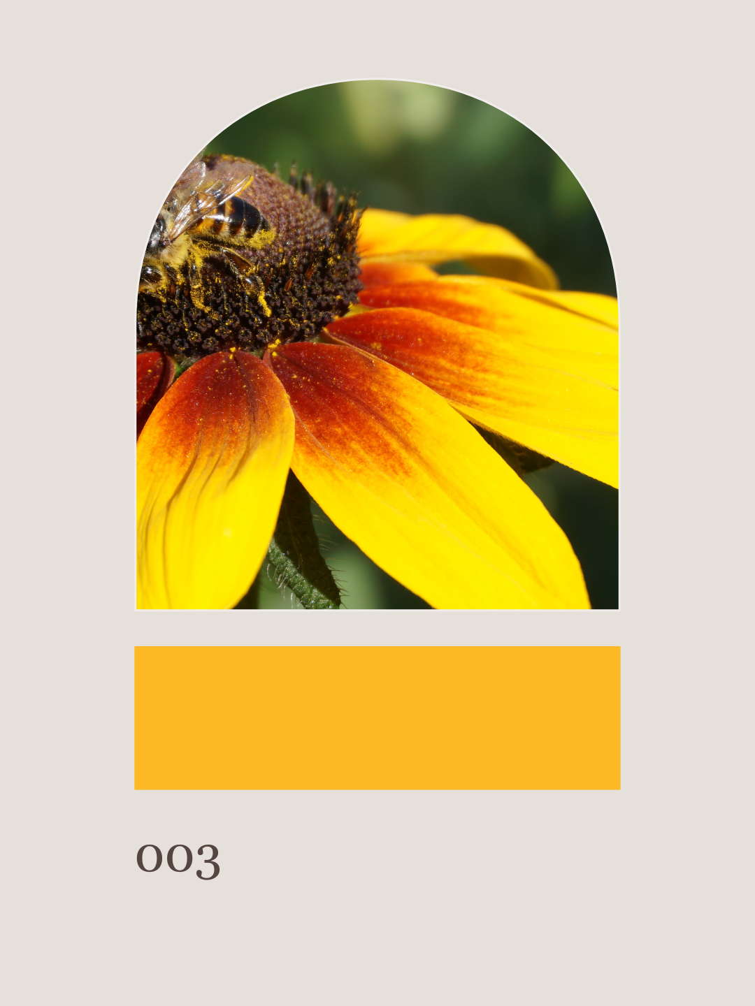 Hanover Harvest: Filler Flowers
