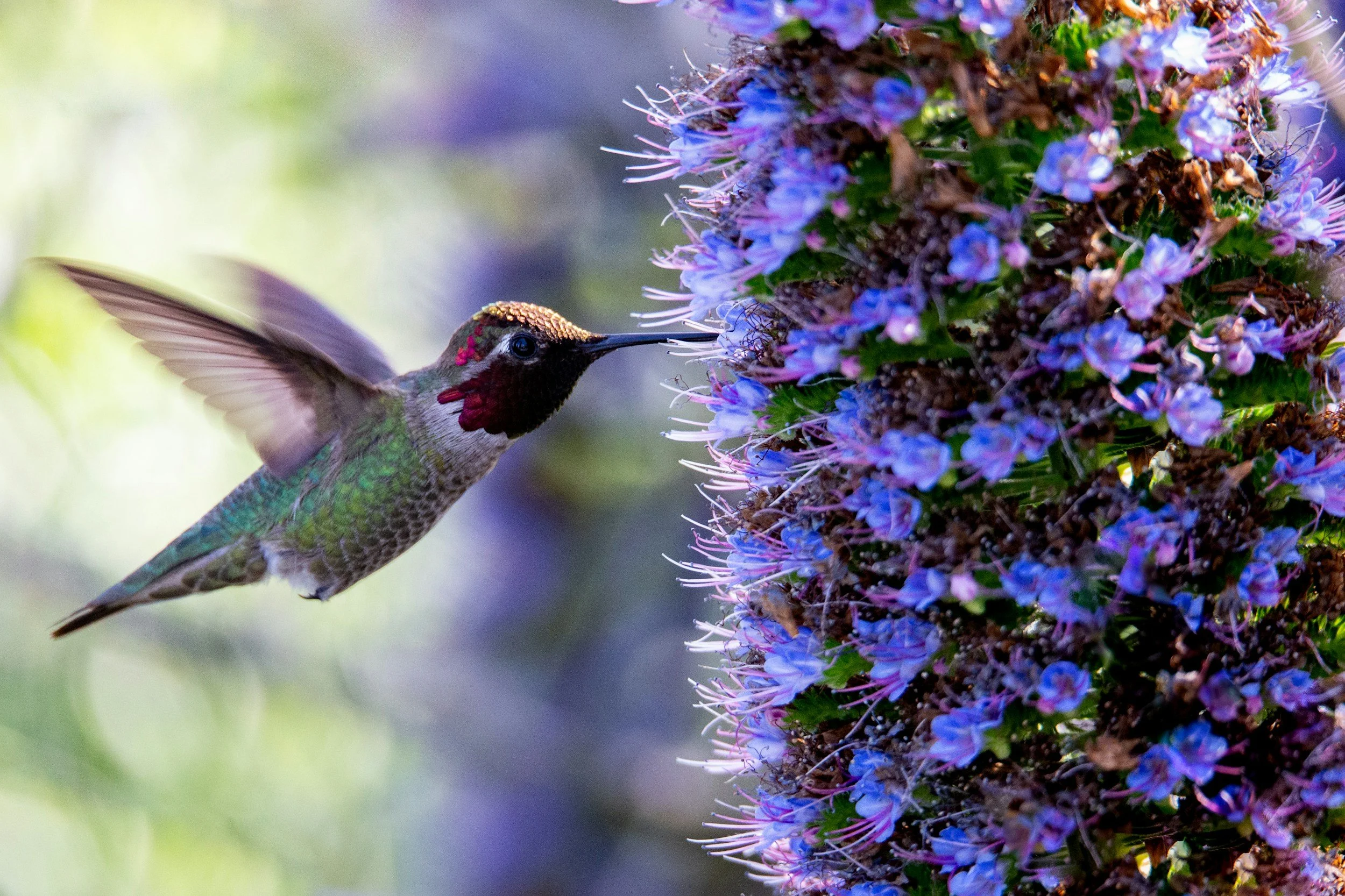 A ruby throated hummingbird attracted to a plant Breemar Flower Farm in Ashland, VA recommends. 