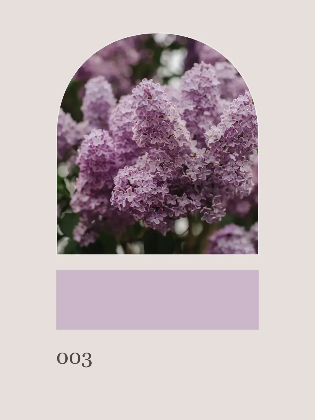 Blueridge Beauty3.webp
