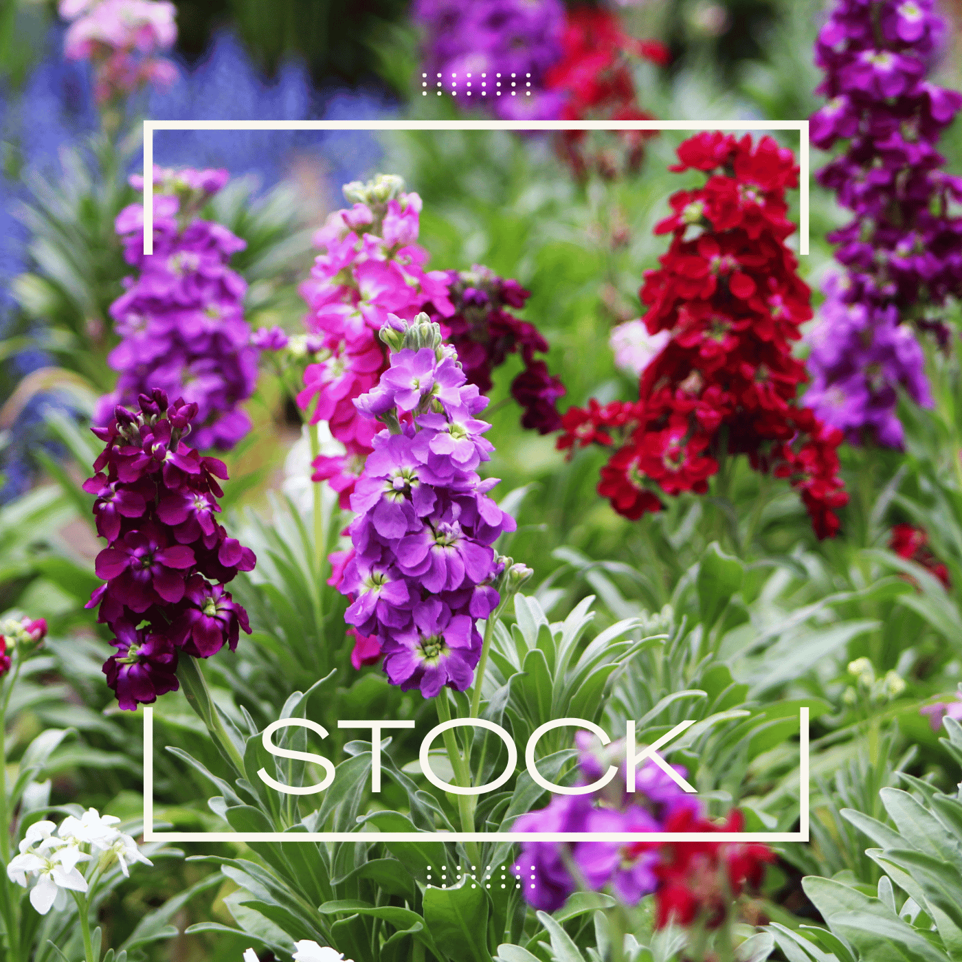 Stock.png