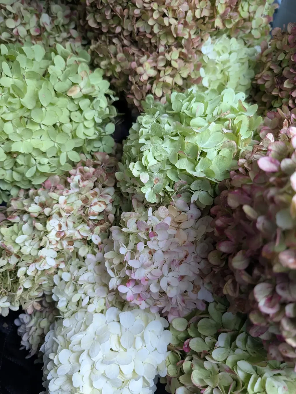 Antique blush and green fall hydrangeas paired with textured ornamental grasses and seed heads for an organic, autumn bridal bouquet.