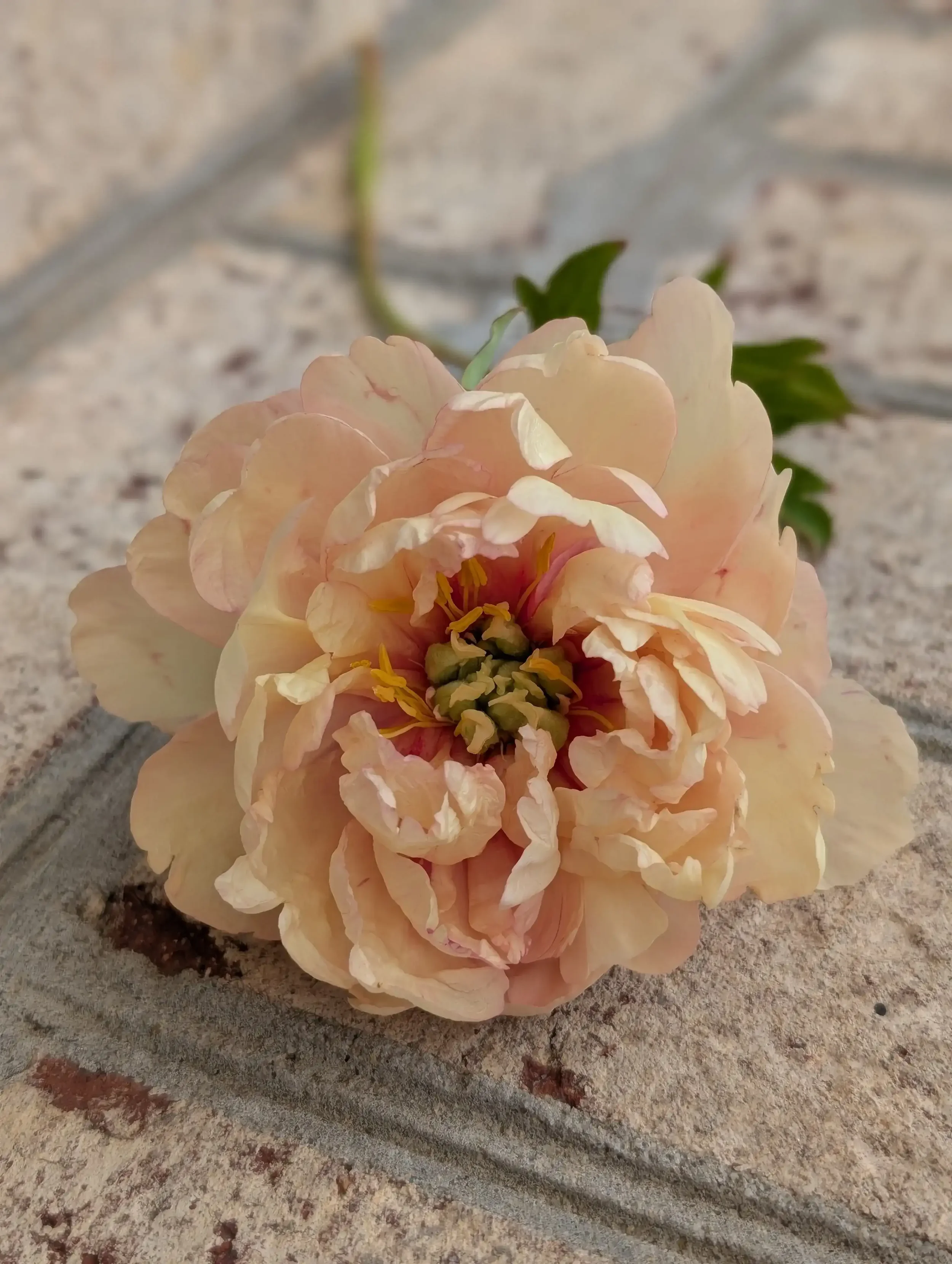 Close-up of a peach and yellow Canary Brilliants Itoh Peony in full bloom, grown sustainably at Breemar Flower Farm in Ashland, VA.