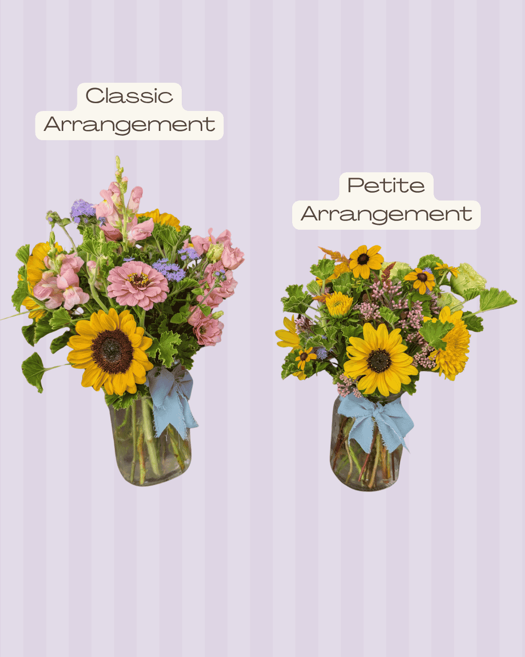Classic vs. Petite Side by Side.png