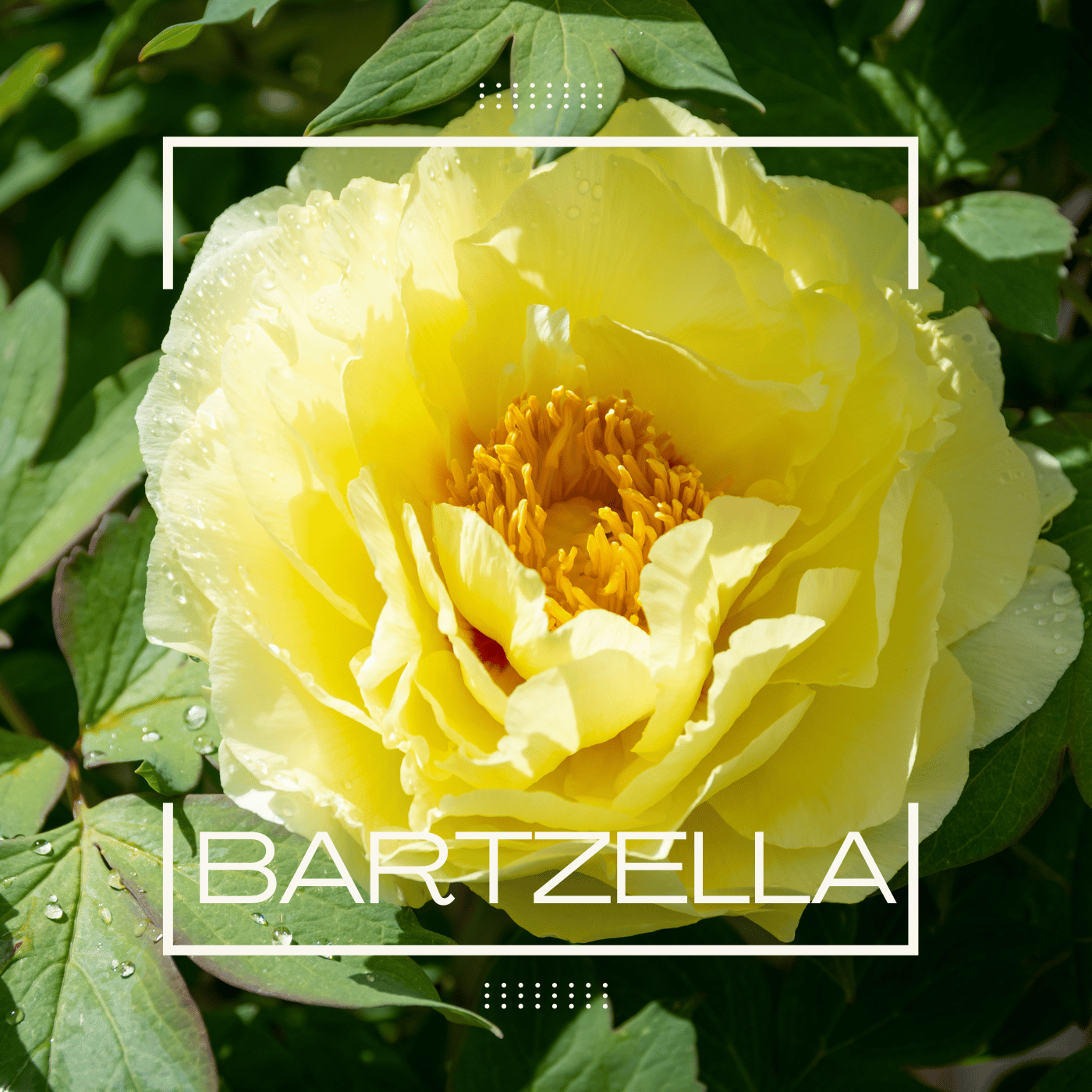 Bartzella Peony.png