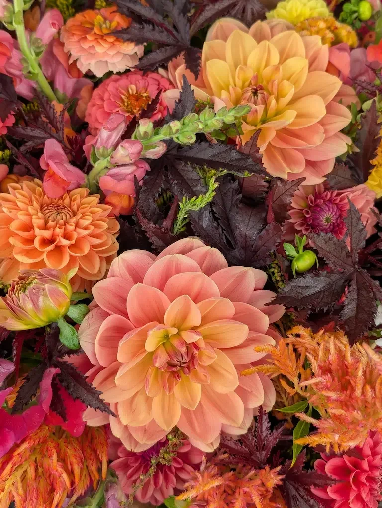 A lush fall floral arrangement featuring peach dinnerplate dahlias and heirloom chrysanthemums, highlighting Thanksgiving centerpiece pre-orders and floral design workshops at Breemar Flower Farm in Ashland, VA