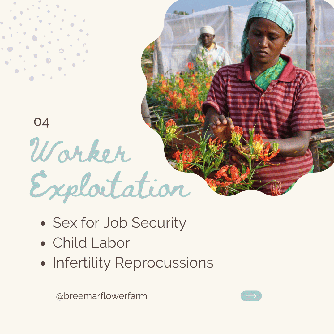 Breemar Flower Farm in Central Virginia minimizes their use of imported flowers due to exploitation that occurs between workers.