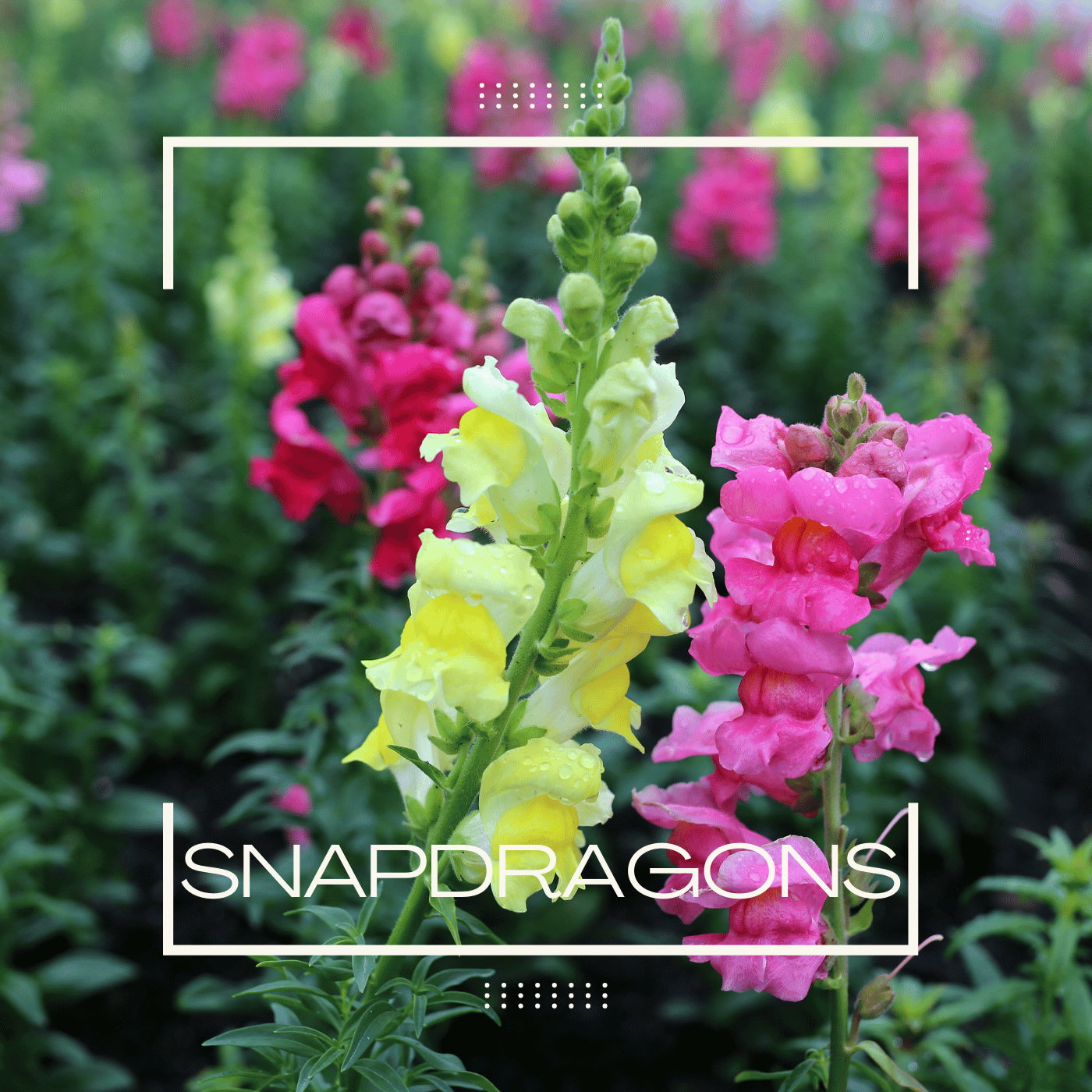 Snapdragons.png