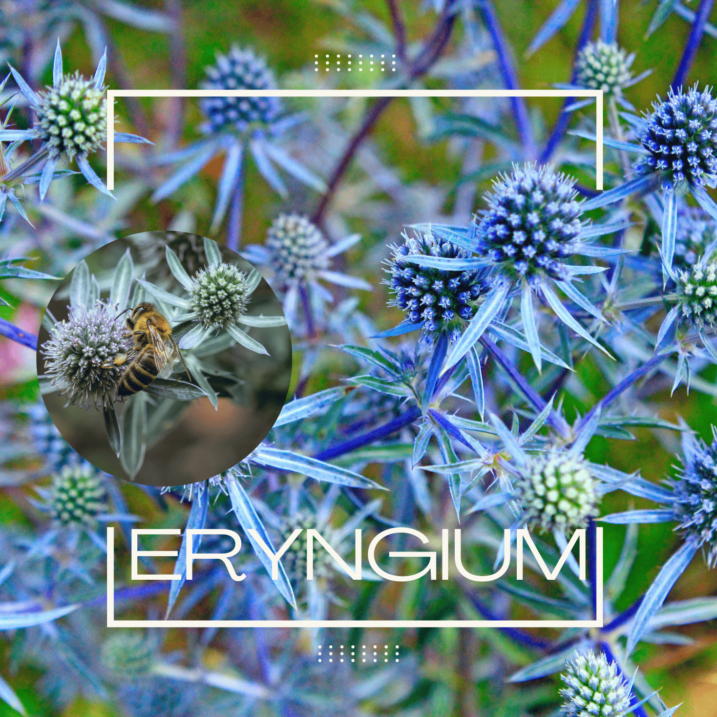 Eryngium.png