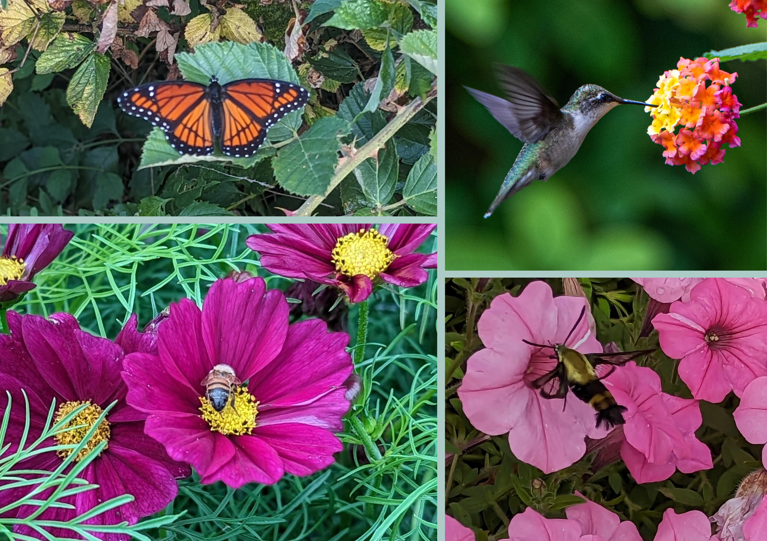 10 Reasons to be Grateful for the Garden — BREEMAR FLOWER FARM, Ashland, VA