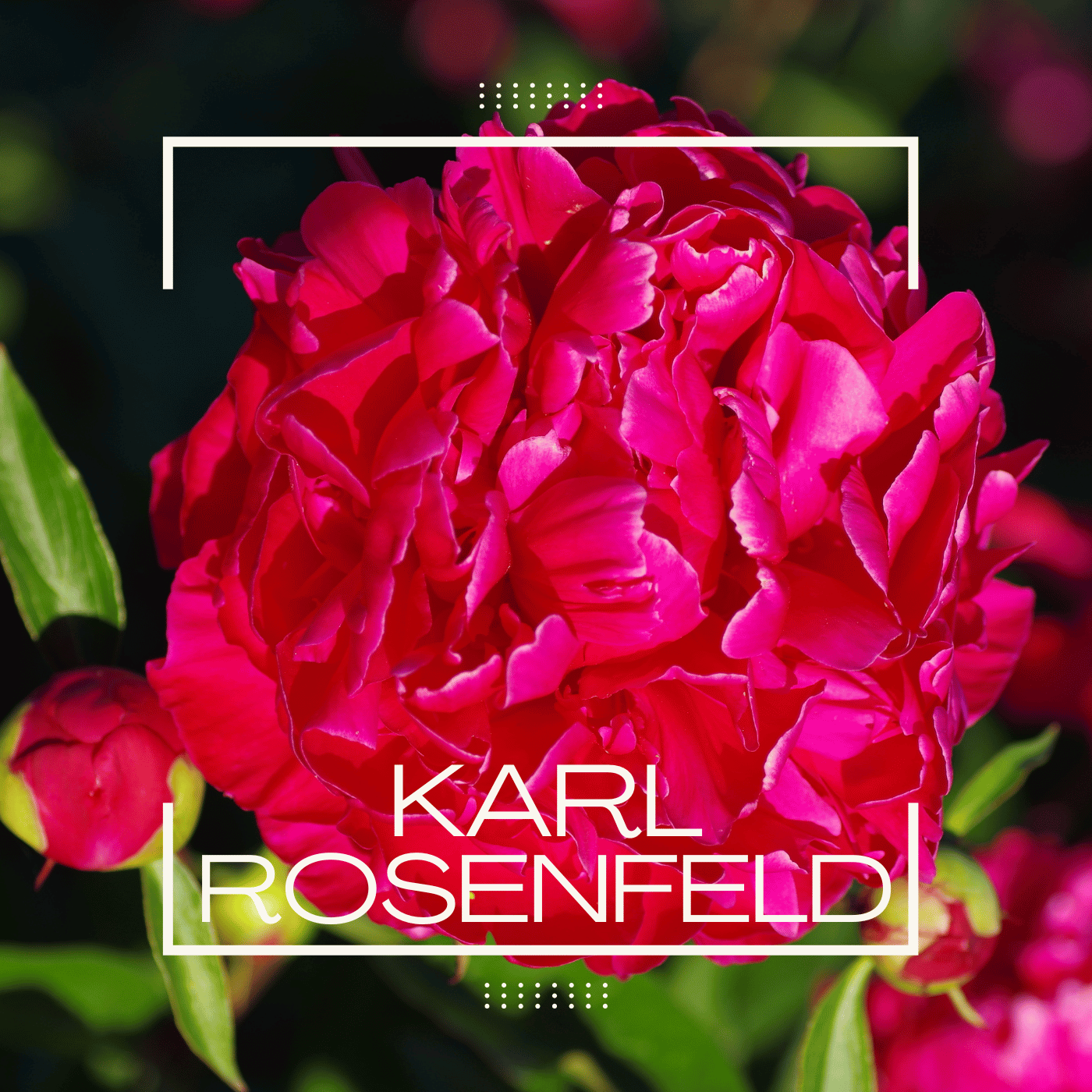 Karl Rosenfeld Peony.png