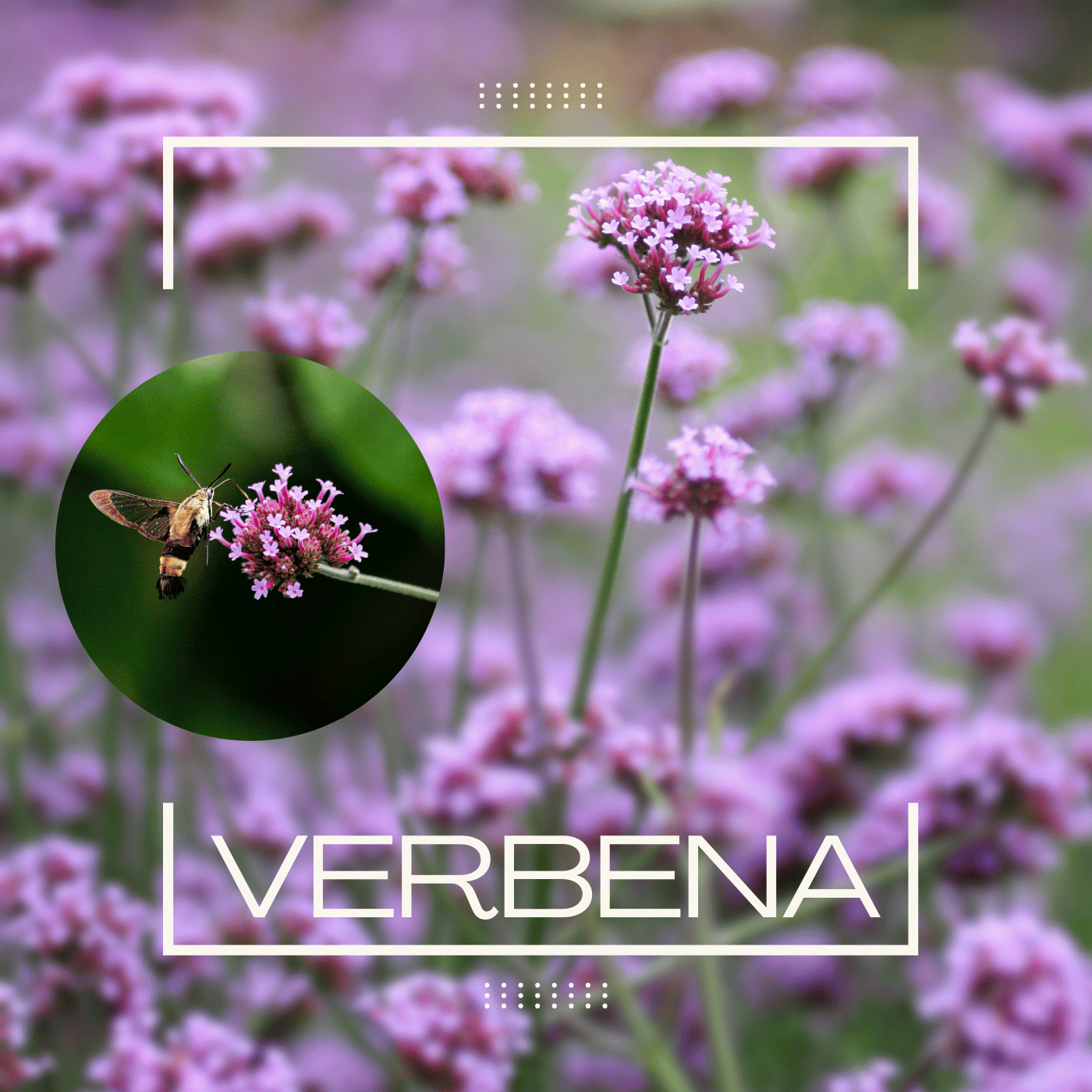Verbena.png