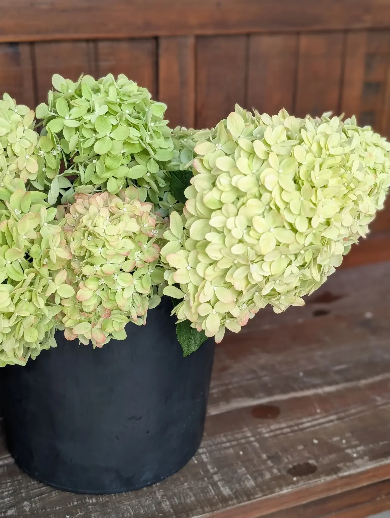 Green Limelight hydrangeas in a black bucket harvested by Breemar Flower Farm in Ashland, VA.