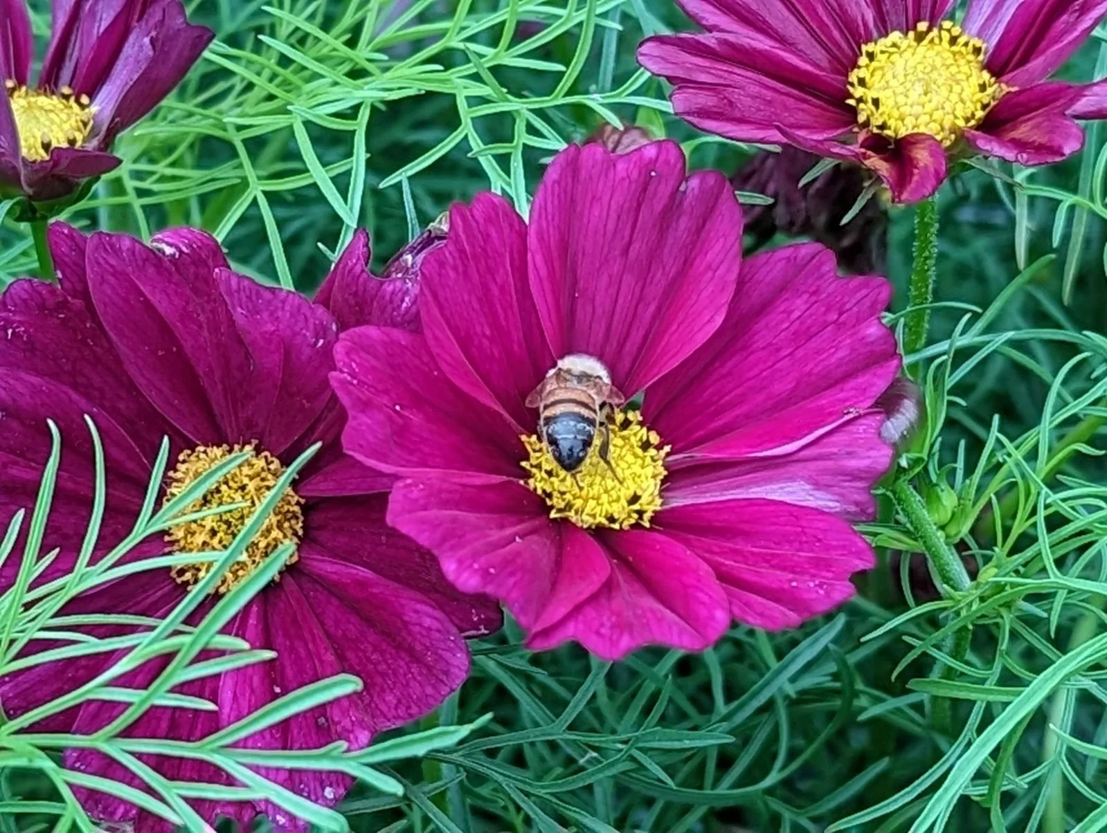 Bee on Dark Pink Cosmos.jpg