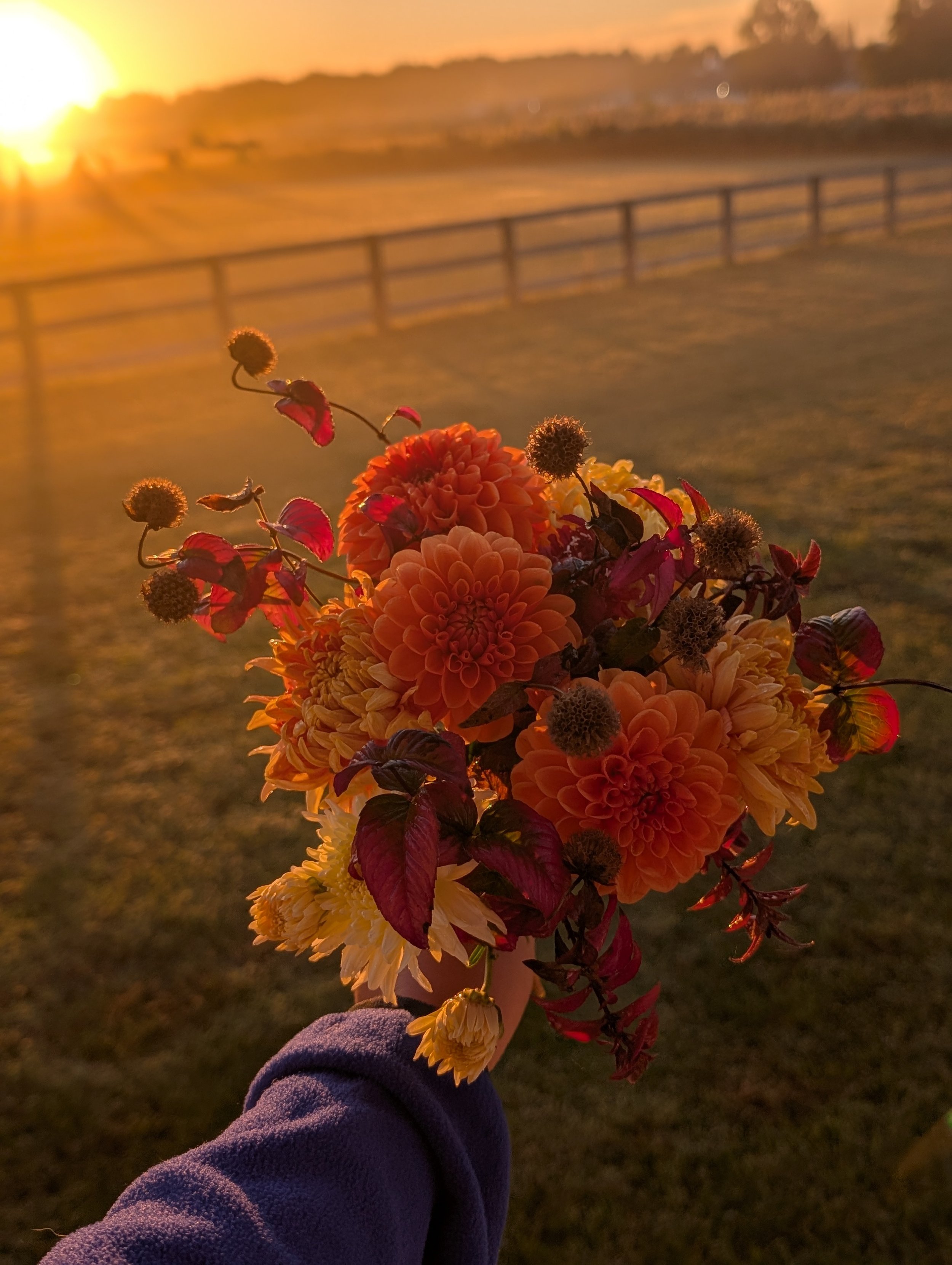 Fall Farm Grown Flowers at Sunrise