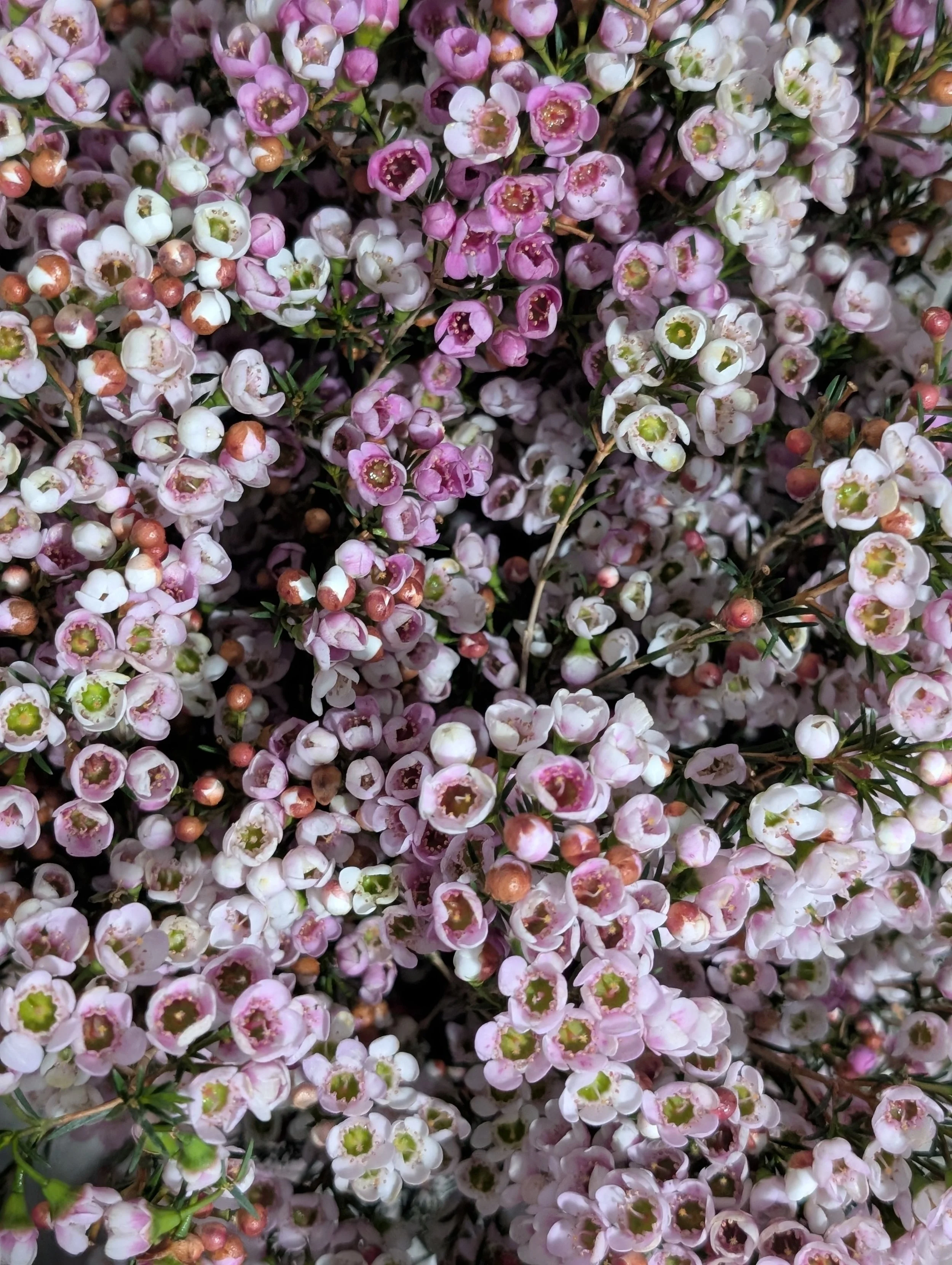 Pink and White Waxflower.jpg