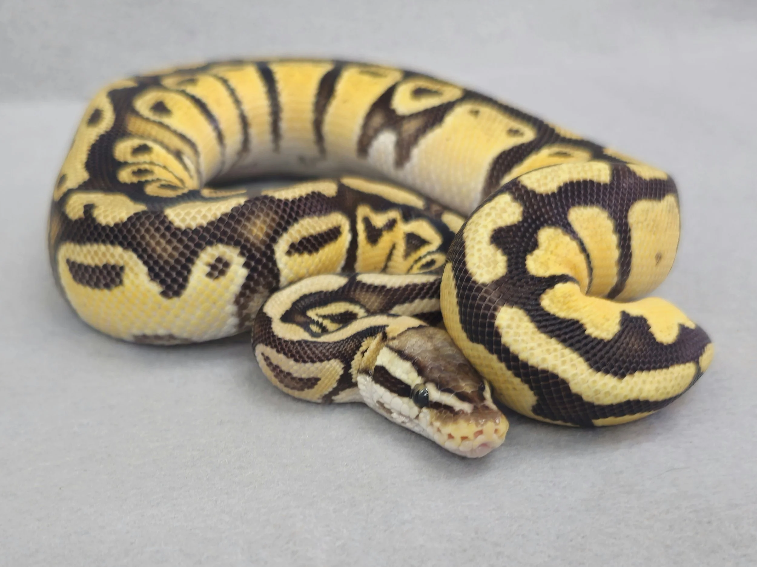 Pastel Fire (Firefly) Het G Stripe Male Juvenile Ball Python