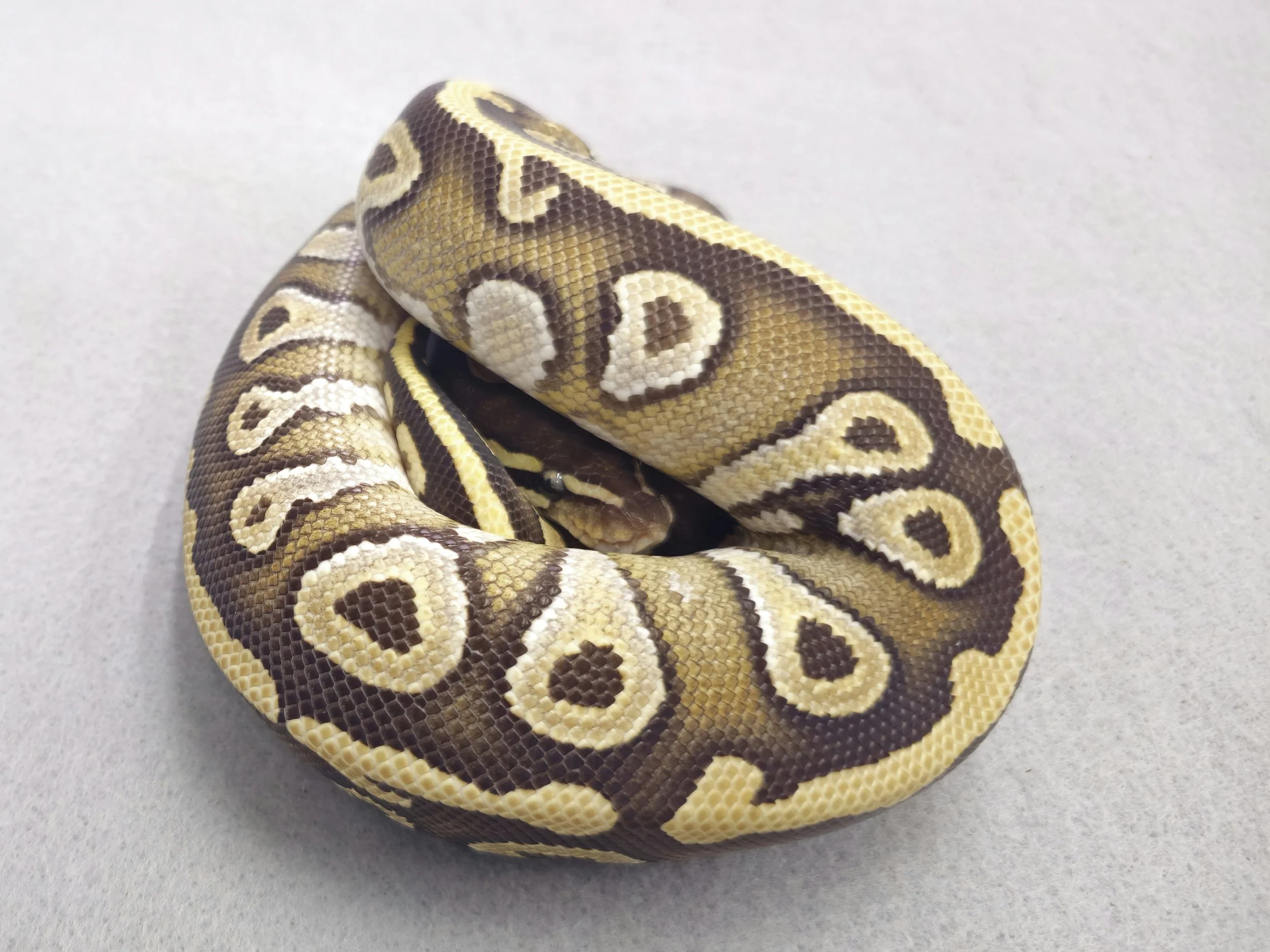 Mojave Het Ghost Male Juvenile Ball Python