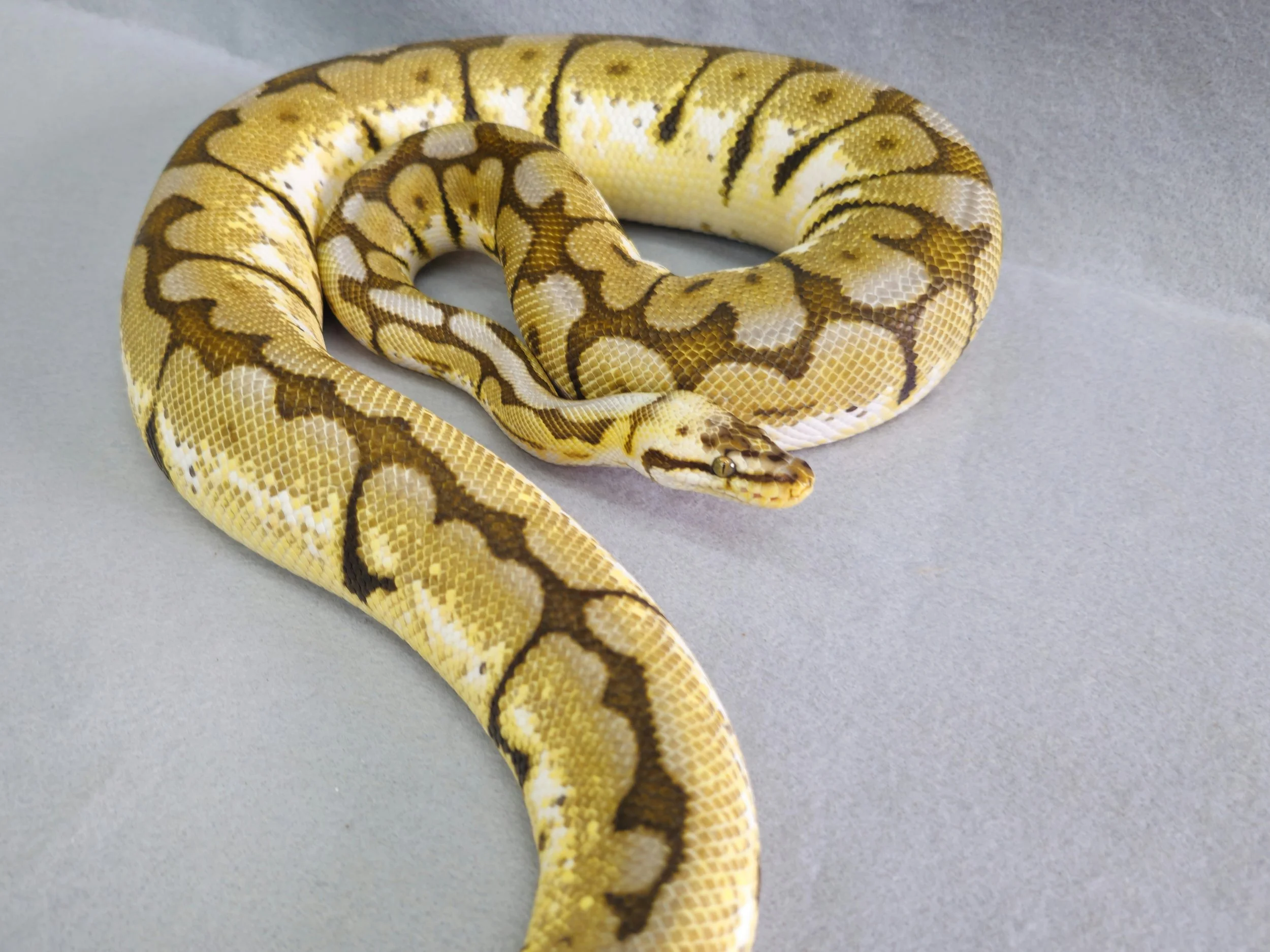 Pastel Spider (Bumblebee) Het Red Axanthic Female Adult Ball Python