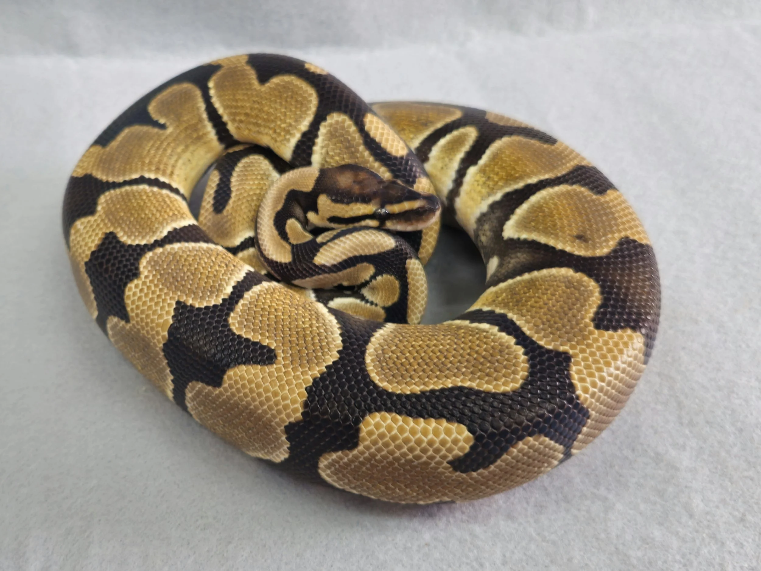 Pastel Possible Het Clown Female Sub Adult